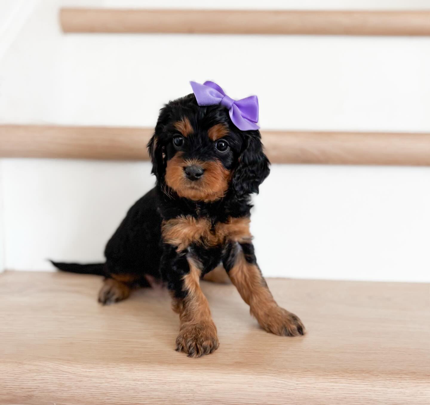 Meet Joy! ๐ฅฐ We are over the moon to be welcoming this gorgeous girl to our program!
Huge thank you to @wonderful_world_doodles for blessing us with the sweetest new addition!
