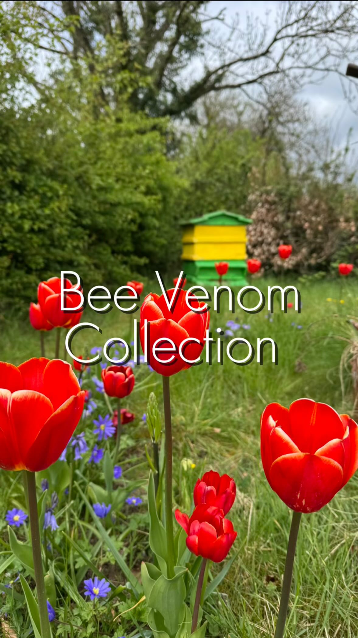 I wanted to show you how bee venom is actually collected 🐝
But the most important thing first – the bees are NOT harmed. Never. No beekeeper would ever want to hurt their bees for anything.
They were just a little bit grumpy for about 15 minutes, honestly…
Bee venom is valued in skincare because it helps boost circulation and gives the skin that fresh, plumped look – that’s why it’s used in creams and serums.
And getting it? Not easy at all. It takes time, patience, and a lot of effort. What you see here is after 15 minutes… basically just dust.
Also, it can’t be used straight away. The venom has to be sent to a lab, where it’s purified to cosmetic grade before it can be used safely in skincare.
Hope you enjoyed watching🐝
.
.
.
#howitsmade #education #interesting #howto #naturalskincare