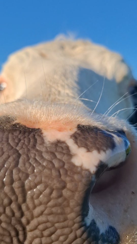 🐄 Besuchertag 02.05.2026 🐄
Hier ein paar Infos für unseren nächsten Besuchertag am Samstag (02.05.) – für alle, die überlegen vorbeizukommen, schon angemeldet sind oder noch spontan anmelden möchten 🤍
Wir freuen uns darauf, euch ab 14 Uhr auf unserem Hof begrüßen zu dürfen!
Ihr bekommt die Möglichkeit, unseren Hof kennenzulernen und einige unserer Rinder zu treffen 🐮
✨ Die kleine Herde am Stall
(Lissy, Tinka, Matti, Sven, Funny, Heidi & Karl) ist meistens eher ruhig und lässt sich
– wenn sie mag – auch gerne streicheln.
🌿 Ein Teil der anderen Rinder wird voraussichtlich auf der hofnahen „Opa-Wiese“ sein
(Liesel, Benita, Brauni, Paula, Paul, Naima, Viva, Luke, Amalia, Emma, Blacky, Stern, Lovely, Mari, Frieda, Flecki, Luna, Annelie, Sunny & Bonnie).
🌾 Ein anderer Teil ist auf einem Stück unserer größten Sommerwiesen unterwegs
(Quentin, Oma, Gabi, Fleckchen, Ava, Hermine, Anka, Limo, Helene, Hexe, Hilde, Moni, Hanni, Vida, Babette, Grete, Knutschi, Mara, Polly, Nora, Lutzi, Sabine, Holly & Maggi).
👉 Die Herden bestehen aus 7, 20 und 25 Rindern.
Aus Sicherheitsgründen können wir die Weiden nicht mit großen Gruppen betreten – wir bitten hier um euer Verständnis.
🥾 Geplant ist außerdem eine kleine Wanderung (ca. 2 km) zu unseren Sommerweiden.
Uns ist ein ruhiger, respektvoller Umgang mit unseren Tieren – und natürlich auch miteinander – sehr wichtig 🤍
Wir freuen uns auf einen schönen Nachmittag mit euch! 🌿