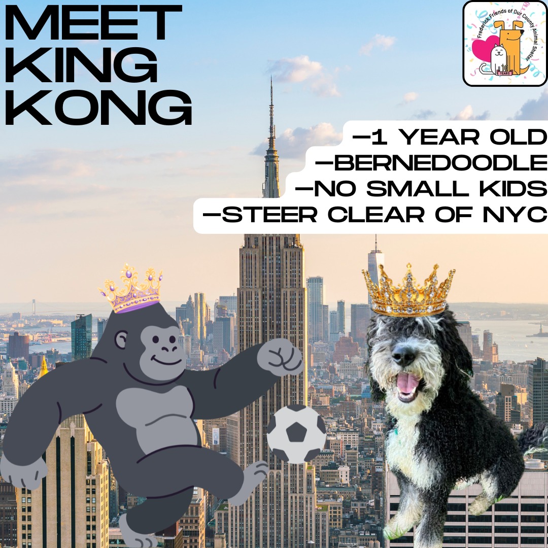 Meet Your New Best Friend, King Kong from @fredcoanimalshelter!
https://frederickcountymd.gov/114/Adopt
#kingkong #adoptable #newyorkcity #frederickmd #dogs #shelterdogs #lookout #kong #frederickmddogs #petsarefamily #monday #meetyournewbestfriend