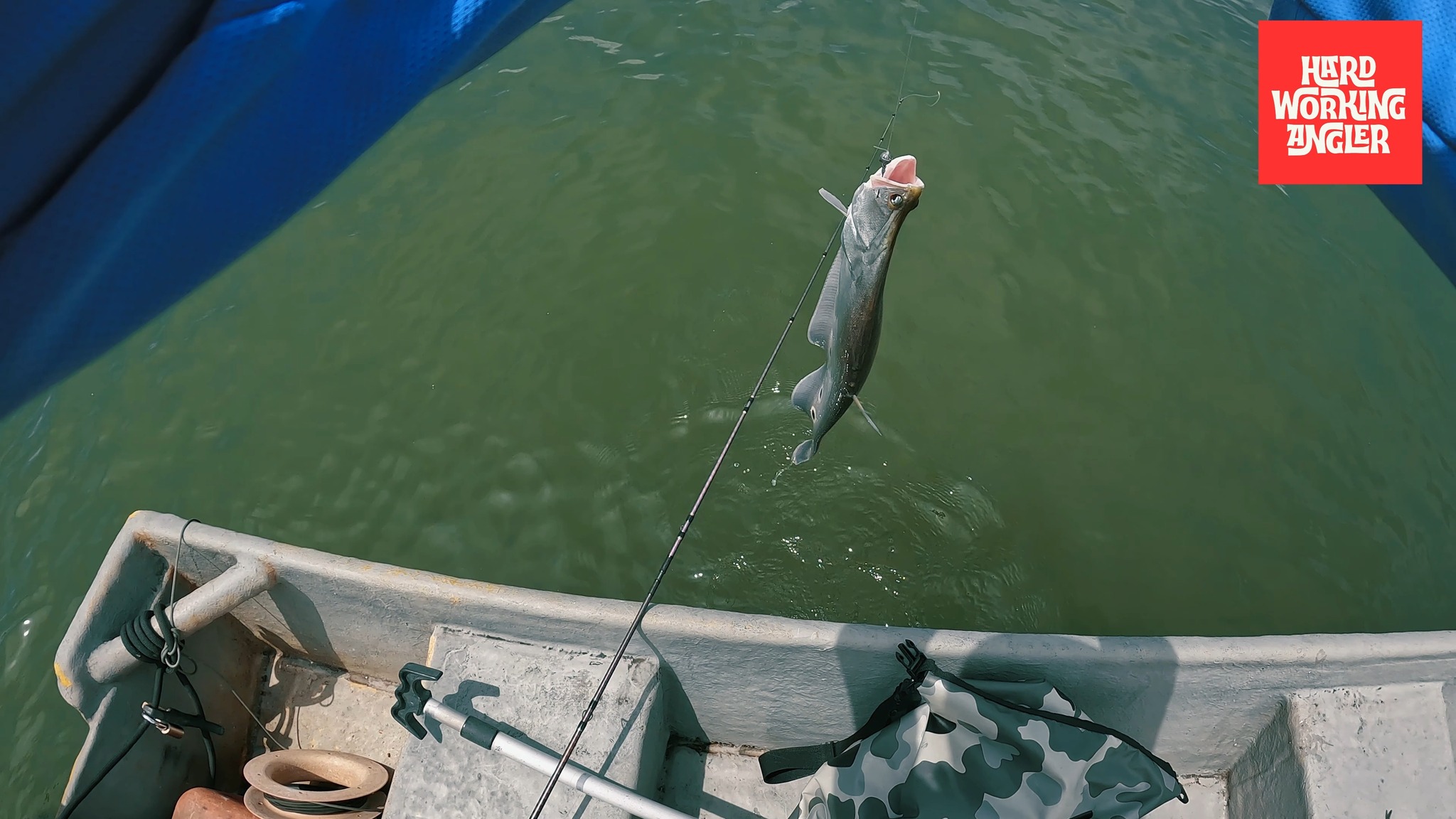 Belida (knife fish) shows up strong in the dry heat. Urban lake, low water, calm surface. They hold over muddy bottom, often schooling—and you’ll see them rise, flashing almost the whole body.
When you spot that boiling, put your cast right into it. Let the lure sink all the way to bottom, then work it back super slow through their zone. First tap you feel—commit. Set the hook.
Our website - https://www.hardworkingangler.com
#peacockbassfishingguidemalaysia #hardworkingangler #fishing #visitmalaysia
