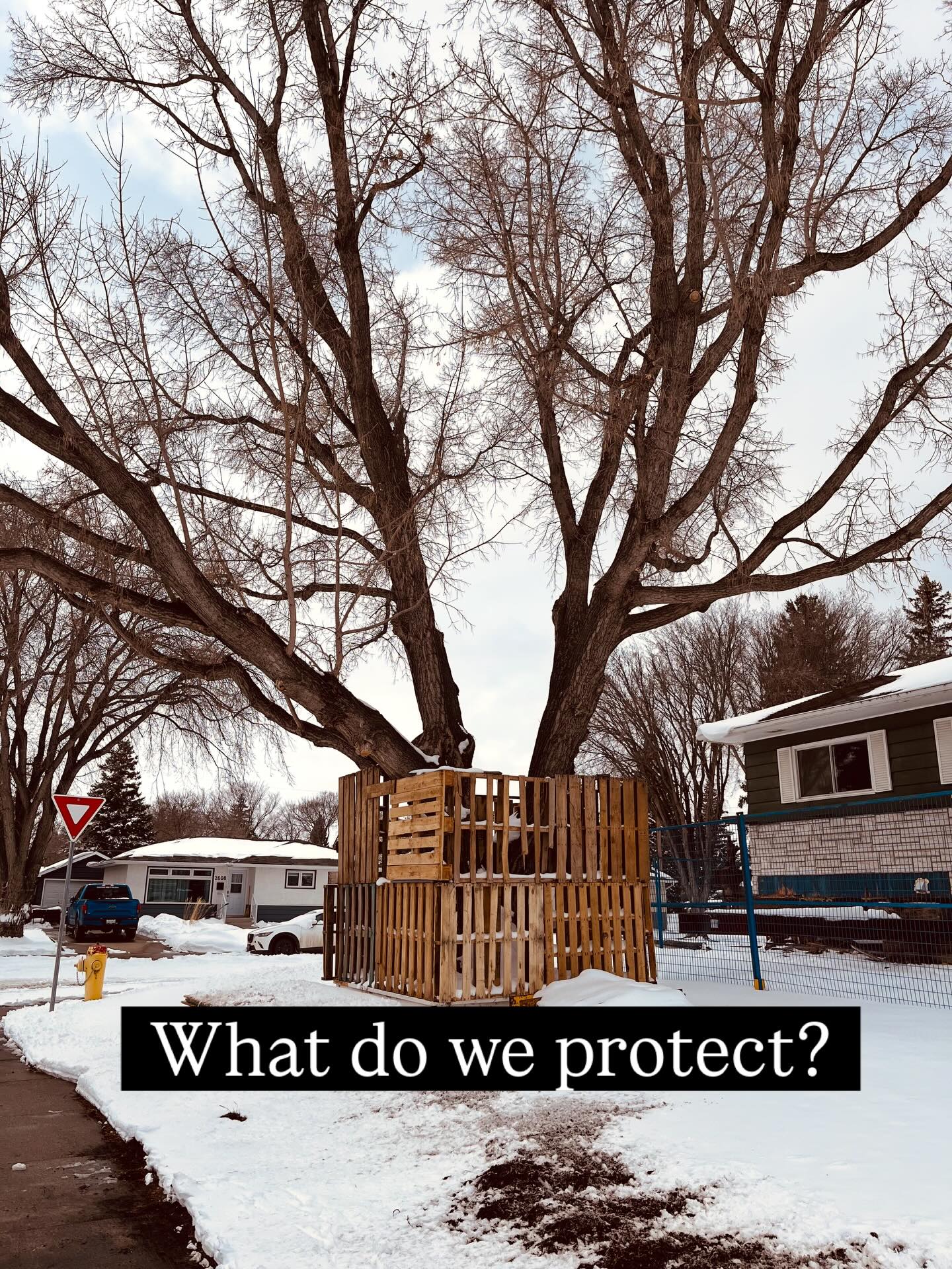 When I was recently in Ireland a story I heard stuck with me. A chunk of planned highway was redesigned in order to protect and go around a fairy tree. This felt affirming and like a relief to me. And I came home thinking that the only thing we protect like that is graveyards… Looks like I was wrong, here a few blocks away an elm tree is being protected during a major house reno. Also, was uplifted in my crocus find this week. I understand they only grow on uncultivated prairie. Another protected being here on this land.