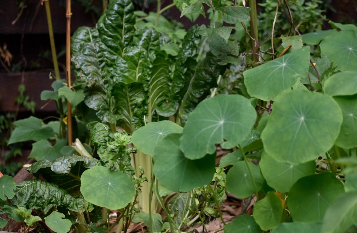 A quick morning tidy in the veg box 🌾
We removed affected spinach leaves after the recent wet weather, as it doesn’t enjoy soggy conditions. Cucumbers are now being trained upwards for better space and airflow, and tomatoes will be staked to support healthy growth and fruiting.
Our ground-level kitchen garden also needed restructuring, it’s a shallow bed, so we’re learning to match it with shallow-rooted crops and design it more like a rain-responsive system that works with water rather than against it.
Small adjustments, better alignment with the ecosystem ☀️🐝🪻🌿