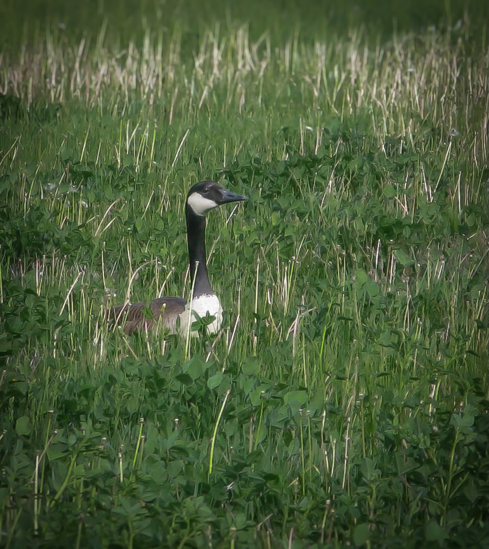 Duck, Duck, Duck…. #Goose!
