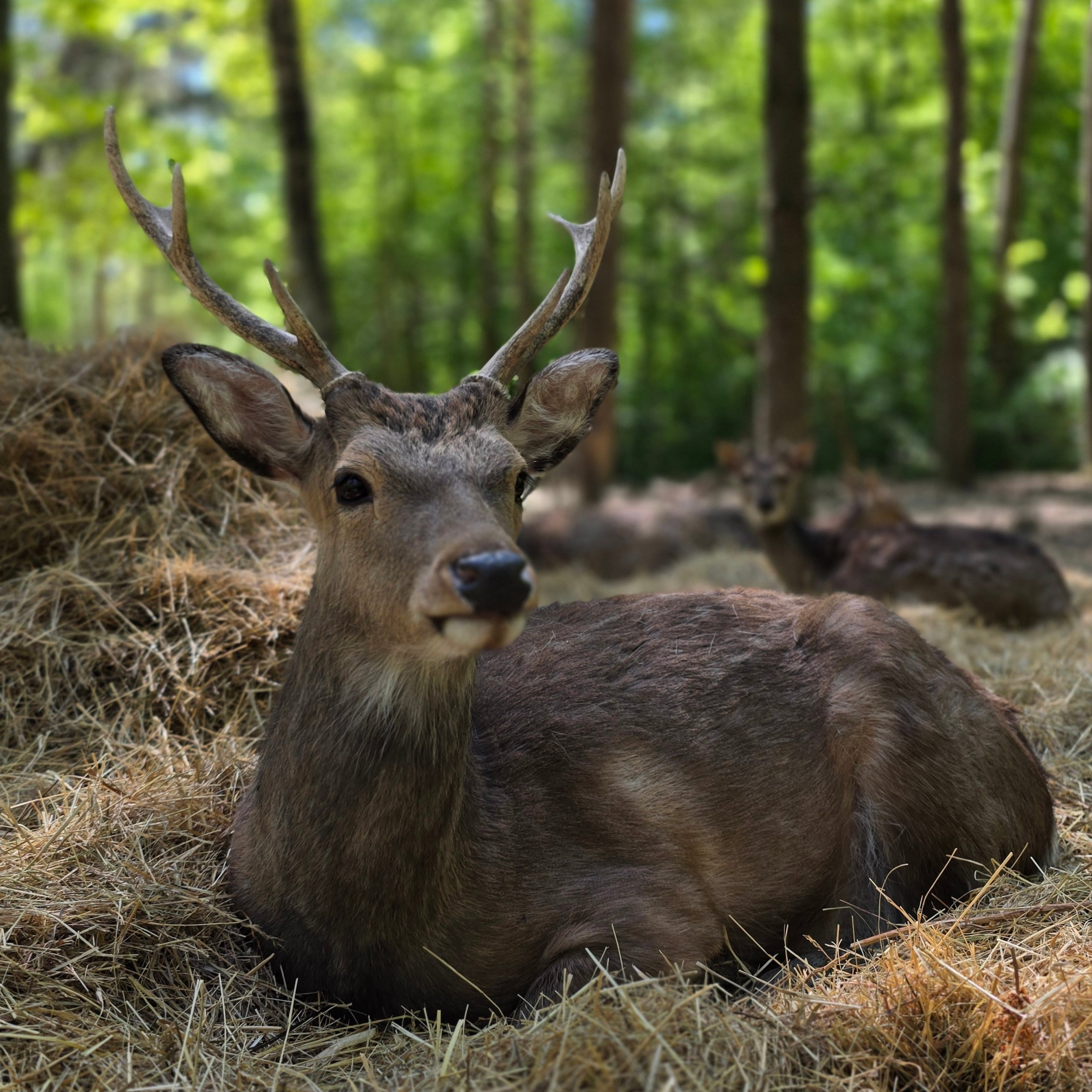 Es ist sicher nicht ganz typisch, dass Wildtiere so völlig ohne Scheu auf Menschen reagieren. Und das angebotene Futter hat diese Hirsche auch nicht mehr interessiert. Es ist dennoch spannend sie zu beobachten. Die Ruhe und gleichzeitige Achtsamkeit des Leittieres. Die Vorsicht der Muttertiere und die gleichzeitige Neugier und doch noch Schreckhaftigkeit der Jungen. Sehr klar, sehr präsent.