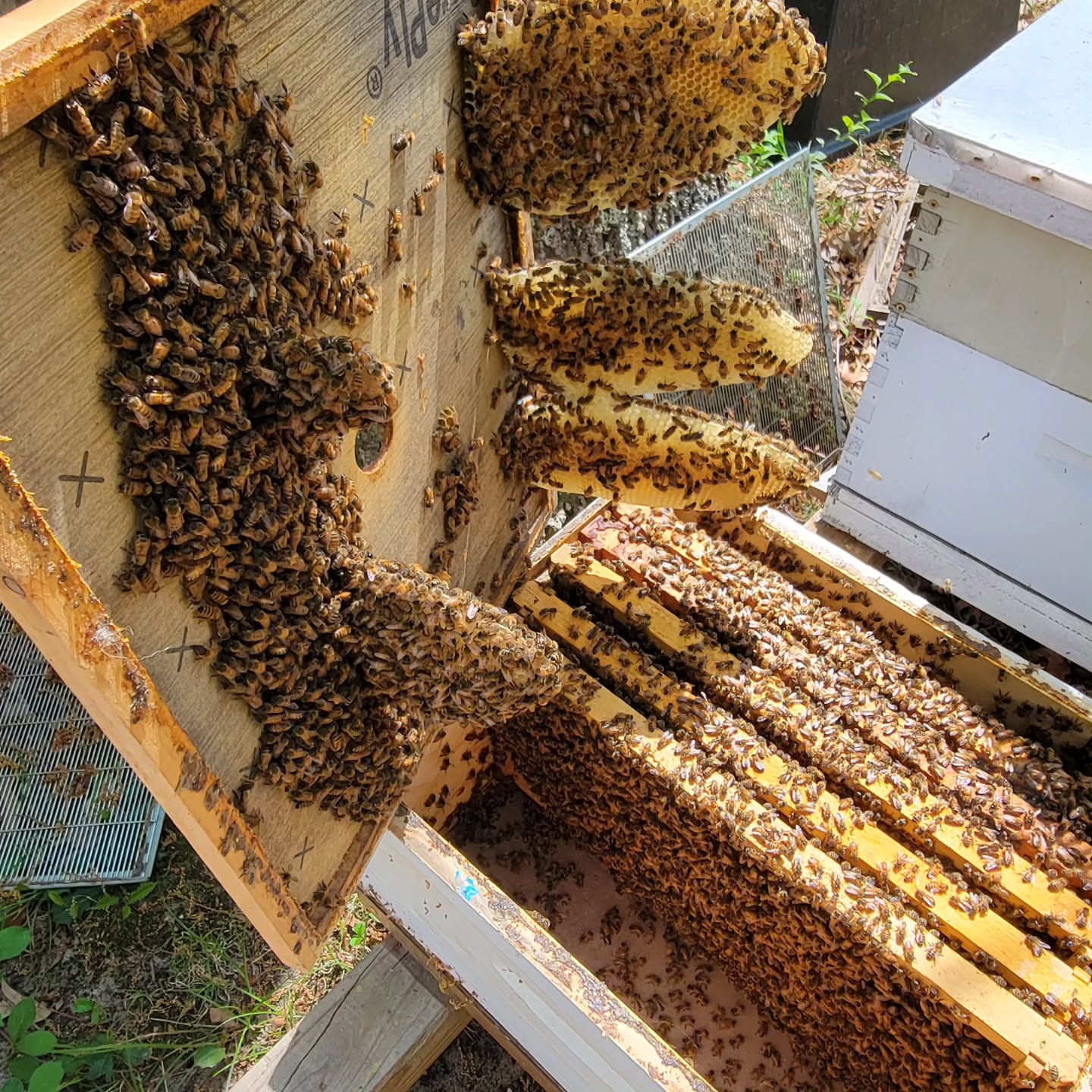 To get through all nuc orders I have to split some early and store them for a few days. This happened after just one day. Bees sure can build comb fast when they want.