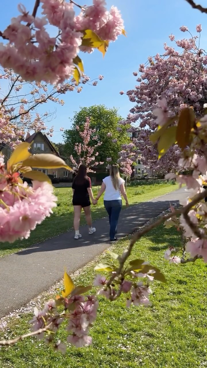 Did someone actually order a deliveroo to the Stray?
I’ve seen people saying that the cherry blossoms on the stray have become so popular it’s ruining the magic..and on Saturday I could see what they meant!
I have NEVER seen it so busy. Mopeds on the paths, people setting up tents, no pictures without crowds in the background and the one thing that really boils my P, people shaking and hitting the blossoms with sticks so they fall off… they last 3 weeks if we are lucky let’s not destroy them please 😢
Do you think the magic is ruined?
Let’s discuss 👇
——————————————————————
Hi 👋 We are The Harrogate Fam. Follow us to 🍽️ Eat 🌸 Enjoy & 🌿 Explore your way around Harrogate and beyond - your go-to guide for the best food, family fun & hidden gems in North Yorkshire. 💚
#harrogate #harrogateblossom #overtourism #cherryblossomseason #harrogatestray
