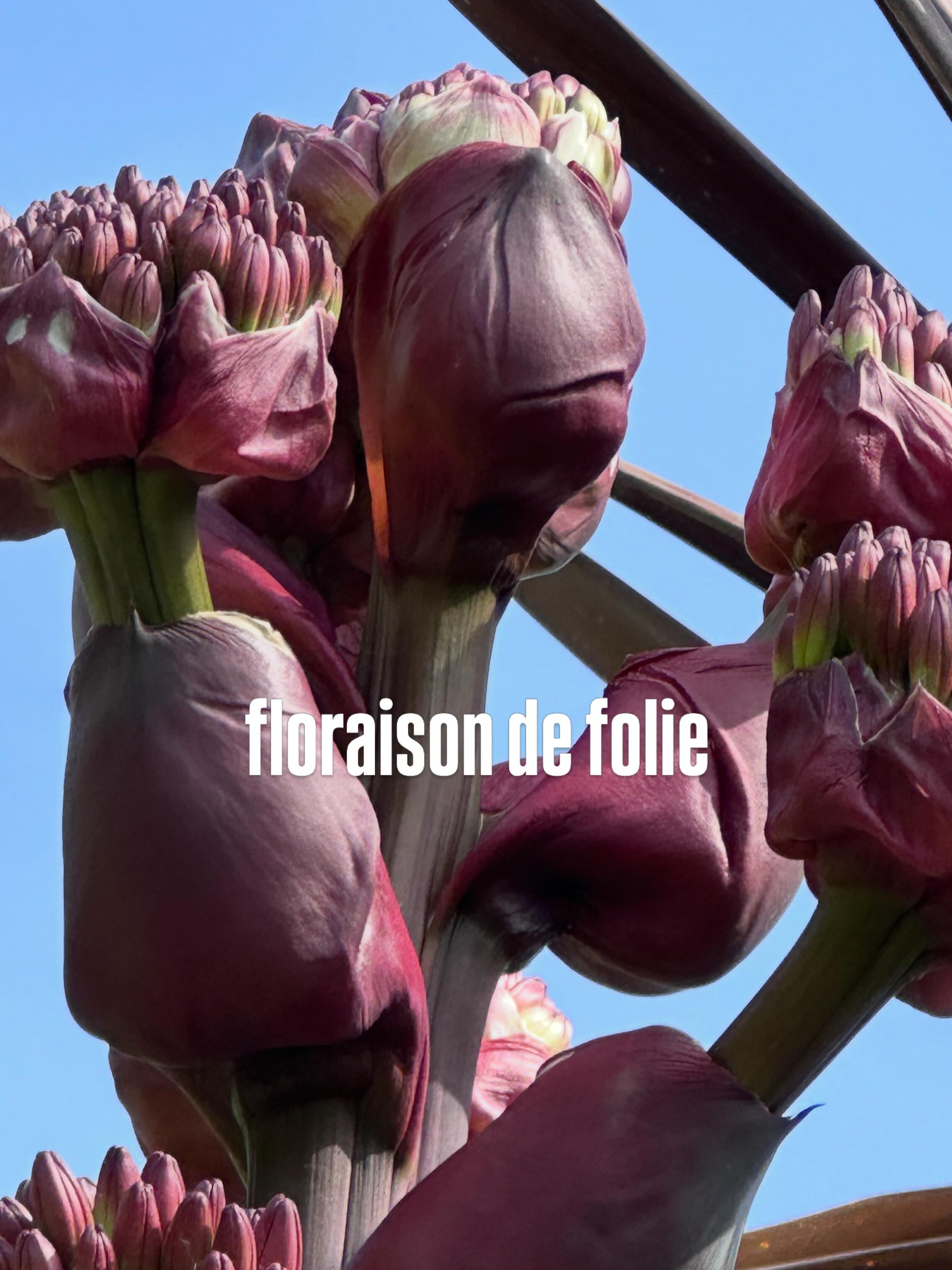 L’agave Montana a mis un an pour fleurir
🌸une hampe de 4 mètre donnera naissance à des fleurs roses puis à des graines
🌱mon seul regret c’est qu’il va mourrir puis qu’il est monocarpique
🌸en attendant profitons de ce spectacle hors norme
#agave #jardin #gardenloversofinstagram #jardinexotique #fleurs