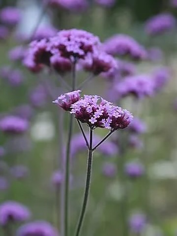 Årets första plantor av verbena har kommit. Små knubbiga och svenskodlade. Hög och svajande, tålig, vacker och blommar i lila på stadiga stjälkar fram till oktober och älskas av fjärilar. Fin i sig själv men också en given favorit i samplanteringar och rabatter.
Vi har tre st olika sorter av verbena:
- Verbena Bonarensis ca 130-175 cm hög
- Verbena Lollipop ca 90-120 cm hög
- Verbena Bampton kompakt och skir ca 50-60 cm hög.