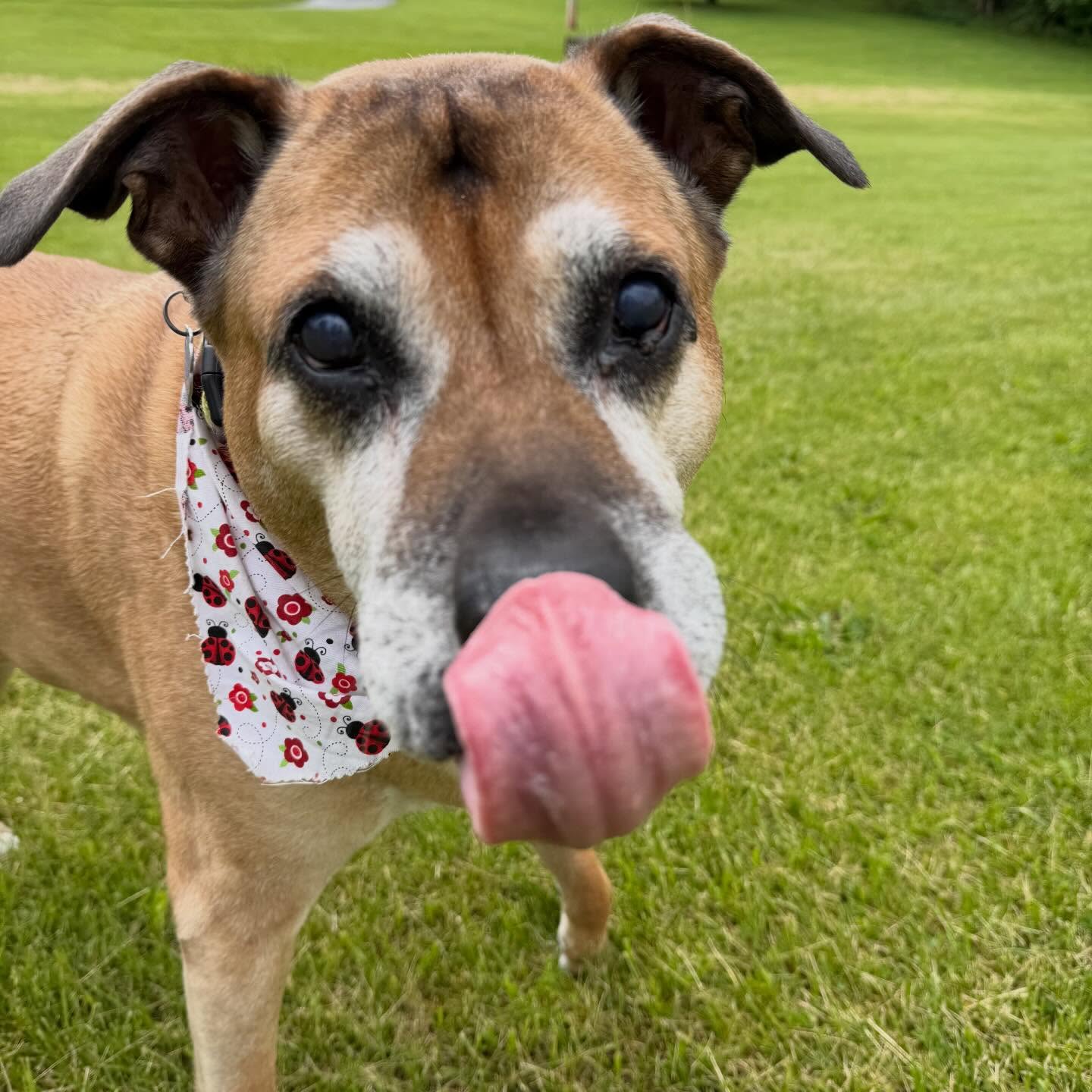 #tongueouttuesday with Lucky ❤️
#middayvisit #centervilleindiana #woof #seniordogsrock