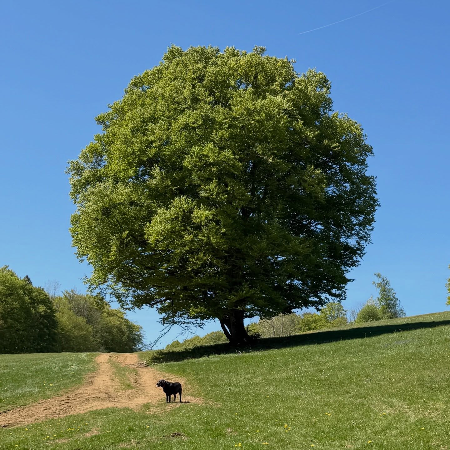 🐝✨ Un dimanche randonnée… qui vire à l’aventure apicole !
Un essaim d’abeilles, posé là, au bord du sentier, à quelques mètres du parking sur notre retour. Il est à présent dans notre rucher où il a rejoint nos autres colonies.
#apiculture #essaimage #randonnée #pnrdoubshorloger