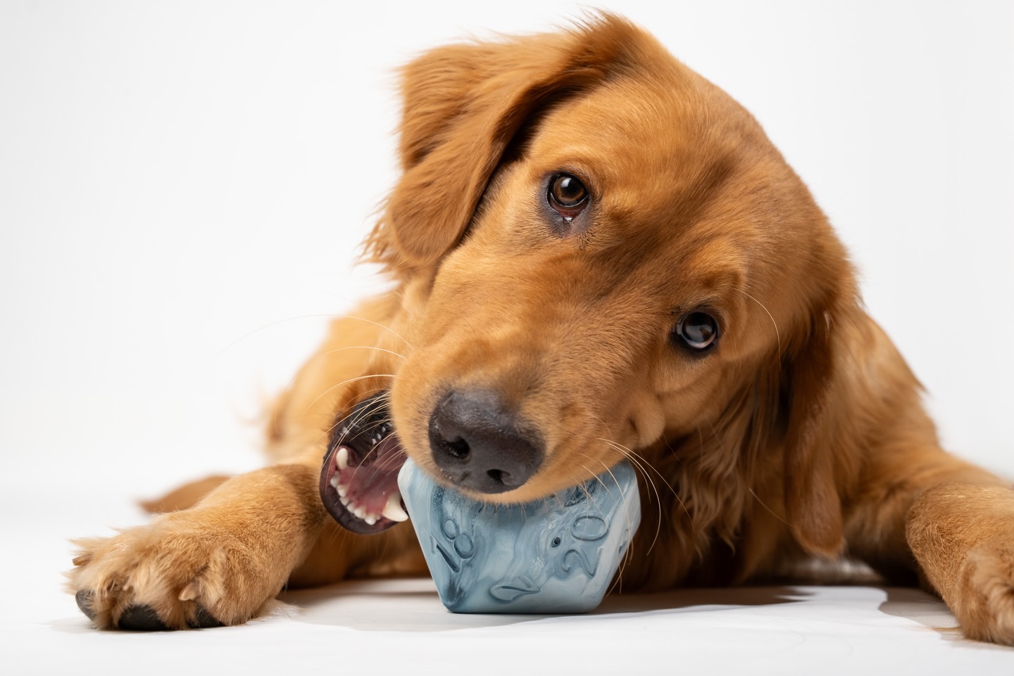 It’s warming up, so we’ve put our Glacier Ice D20s on sale! Check them out and bring a cool toy home for your pet!
#pawlymorph #dnd #d20 #pettoy