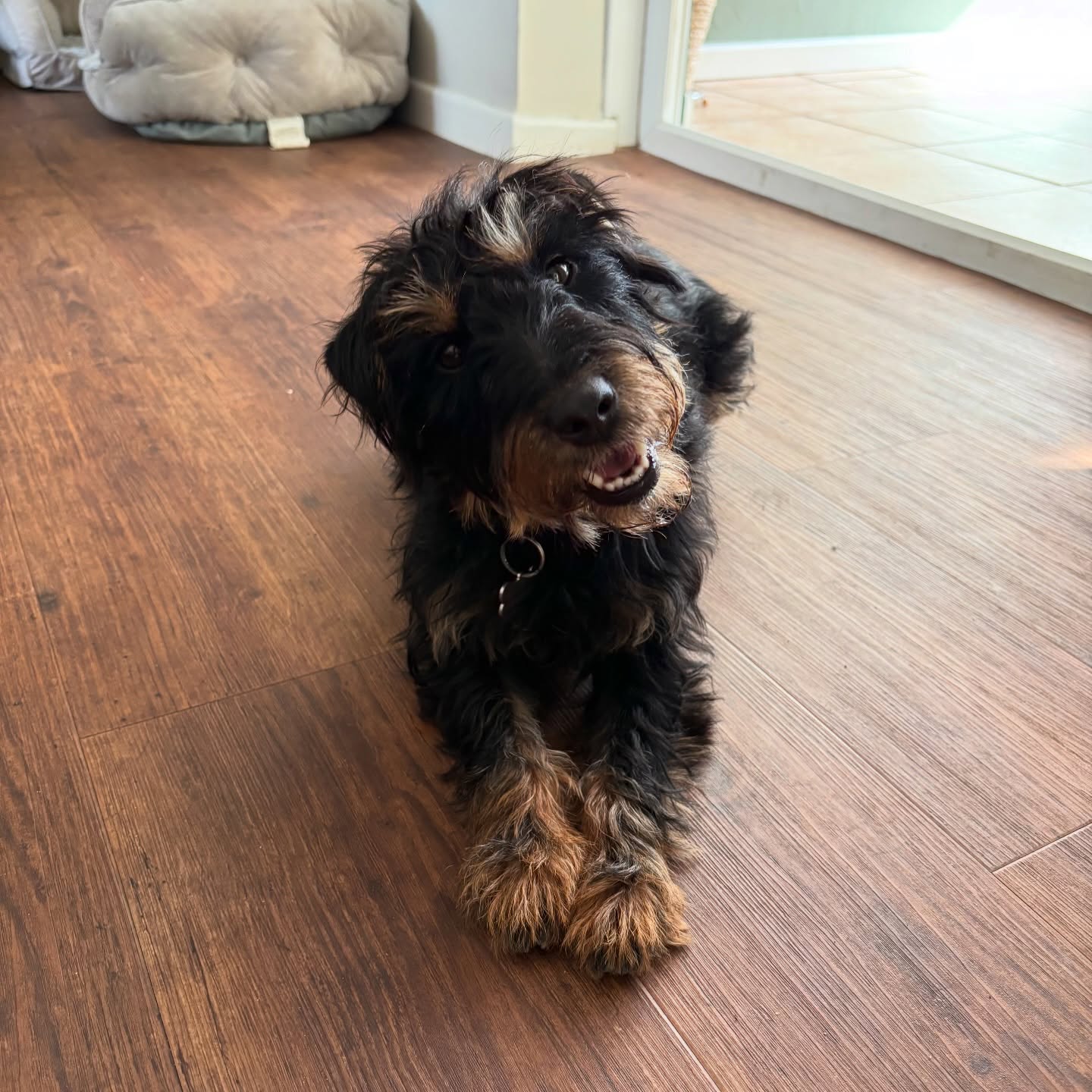 Woop woop, happy Monday to you all 🙌
We’re starting the week off with a high with some gorgeous visits, finally crossing off some long overdue tasks and feeling refreshed from a lovely weekend full of sunshine.
We’ll still due to send out some invoices but we’ll ignore that until tomorrow!!! Enjoy some daily dose of goodness from us ✨
#petsittersofinstagram #petsofinstagram #smallbusinessuk