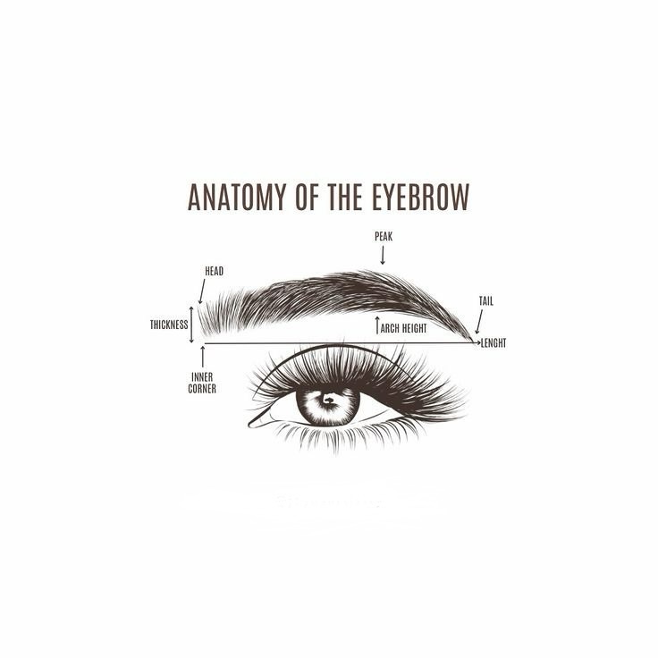 Know your eyebrow from head to tail-understanding the basic structure of your eyebrow so you can shape or groom it properly. Each brow has three main parts:
* Head – the inner part closest to your nose. This area is usually softer and less defined.
* Arch (or peak) – the highest point of the brow, typically above the outer edge of your iris. This gives your brows their shape.
* Tail – the outer end that tapers off toward your temple.
When grooming:
* Keep the head more natural and not too sharp or dark.
* Define the arch slightly to lift the face.
* Avoid over-plucking the tail, since it helps frame your eyes.
You are welcome to contact me and I would be more than happy to help you out with shaping your eyebrows and make your face look symmetrical and natural