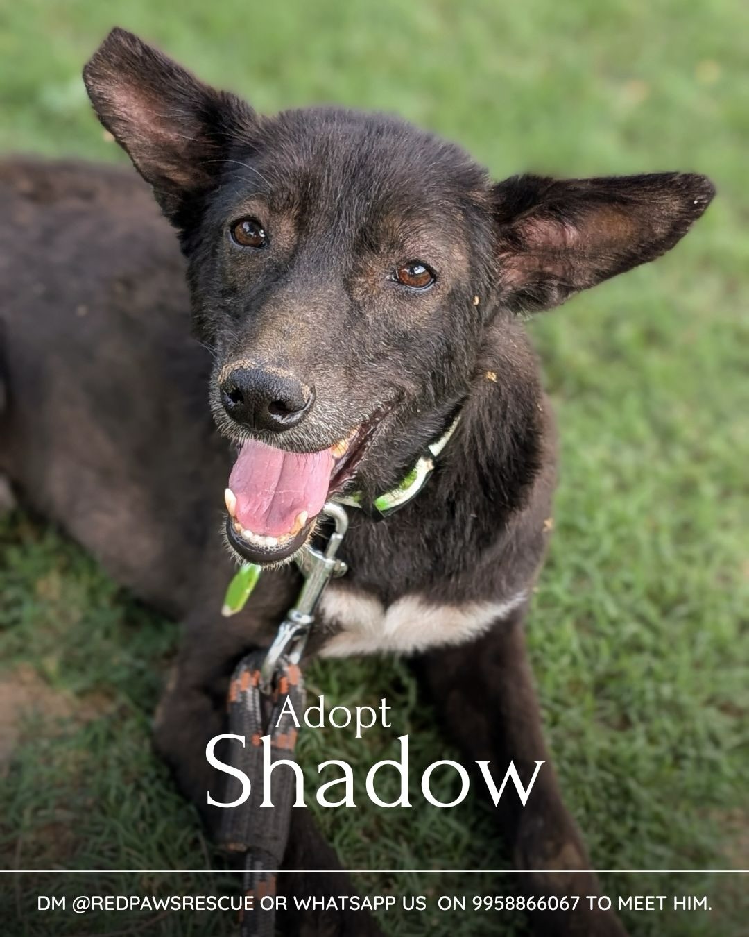 Shadow is ready for his forever home š¾
Shadow has healed, but his journey isnāt complete yet. What he truly longs for now is a place to belong, a home filled with love, warmth, and gentle care.
Heās waited, heās healed, and heās hoping someone will finally choose him. A family to call his own, a space where he feels safe and loved.
Give Shadow the life heās been waiting for. Adopt him
.
.
#redpawsrescue #foreverhome #rescuedog #dogshelter #adoptdontshop