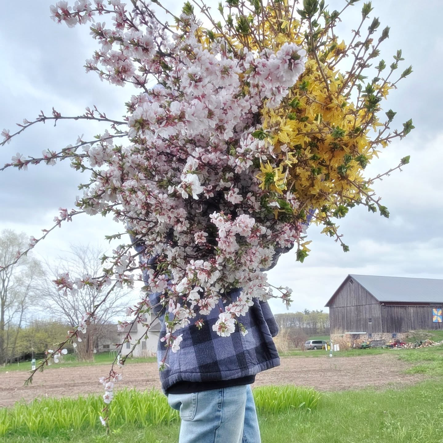 It's that time 🤗 Perennials are poppin' 🌸
Arms are full of Nanking Cherry and Forsythia, ready to deliver to a special customer!
Can't wait to incorporate all the beautiful local blooms into our floral arrangements throughout the year 😍
Interested in purchasing blooms wholesale or in bulk? I'd love to hear from you 🫶
@archernblissfarms
@daisysbloombar
#archernbliss #flowerfarming #flowerfarmer #wisconsinflowers #wisconsinflowerfarm