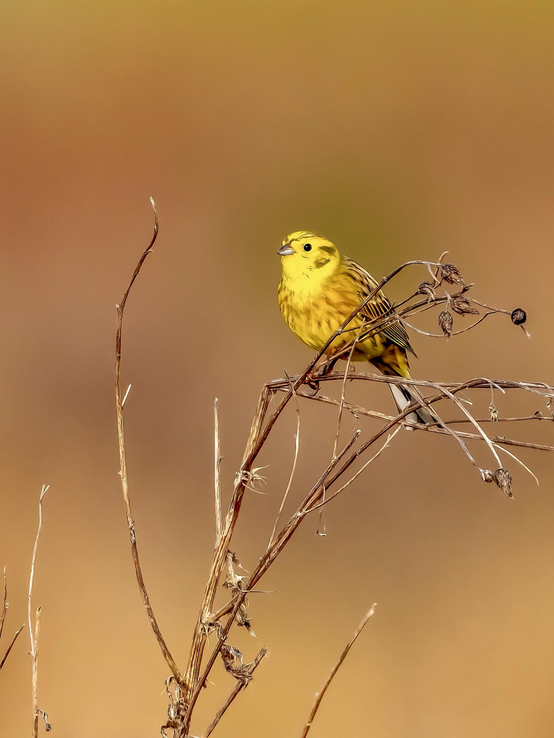 Die Singende Goldammer klingt fast wie ein kleiner Komponist mit Federn 🎶🐦 – und tatsächlich gehört die Goldammer zu den auffälligsten Sängerinnen und Sängern unserer Landschaft.
Sie sitzt gern gut sichtbar auf Zäunen, Büschen oder Stromleitungen und singt von dort ihr Revierlied.
Vor allem die Männchen legen los – besonders im Frühling und Frühsommer, wenn sie Partnerinnen anlocken und ihr Revier markieren.
#goldammer #yellowhammer #bruantjaune #martello #trznadel