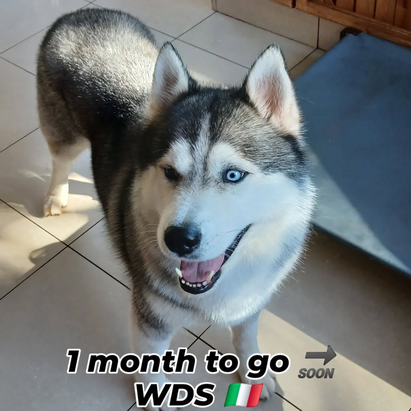 The excitement is real!
#wds2026🇮🇹 #worldchallengeoftopdogs2026 #teamKnox
