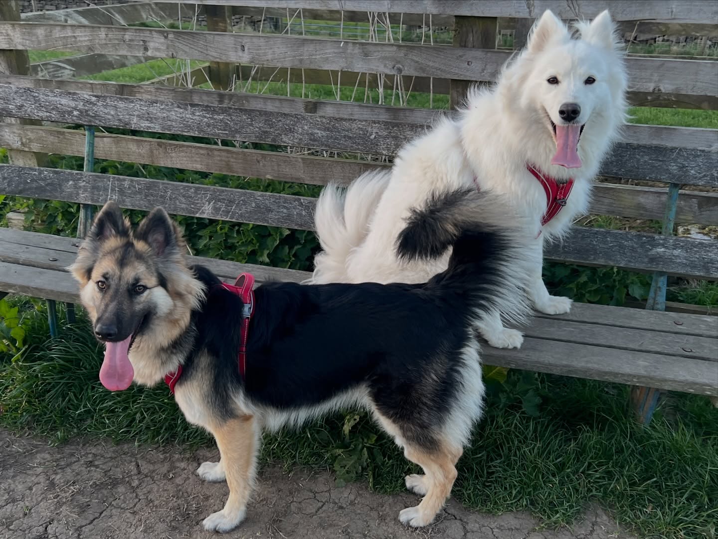 Out with Belka, Luna and Blondi 🐾
#swishsheps #shepherddog #shepherddogs #germanshepherd #breakfreefromthekc
