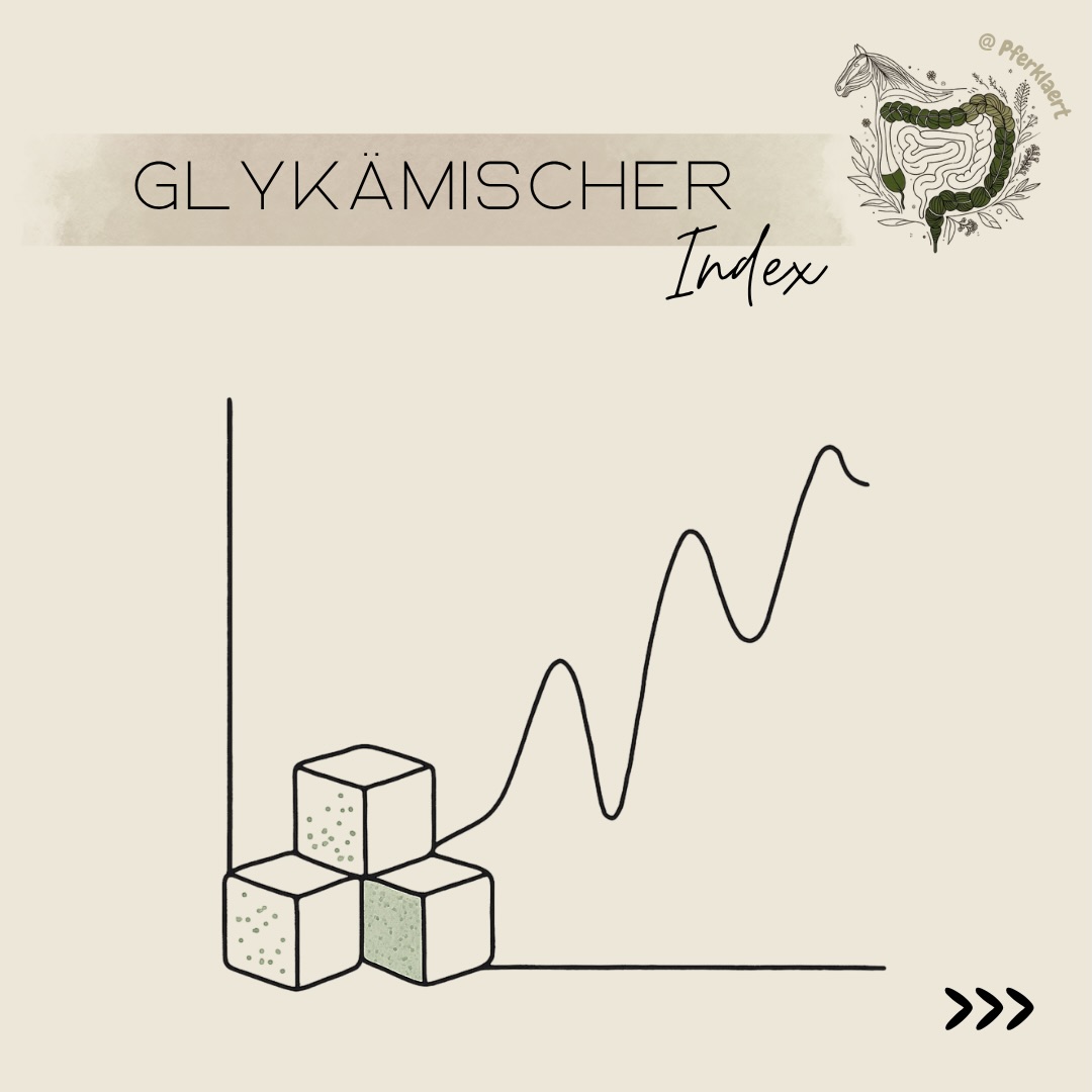 Viele PferdebesitzerInnen achten auf Zucker im Futter – aber hast du schon mal vom glykämischen Index gehört?
👉🏻 Der glykämische Index (GI) kommt ursprünglich aus der Humanernährung und beschreibt, wie stark ein Futtermittel den Blutzuckerspiegel beeinflusst.
👉🏻Einfacher gesagt: Je höher der GI, desto schneller und stärker steigt der Blutzucker nach der Futteraufnahme.
🧠 Warum ist das beim Pferd relevant?
Pferde sind Dauerfresser und darauf ausgelegt,
👉 konstant kleine Mengen energiearmer Nahrung aufzunehmen.
Ein plötzlicher, starker Anstieg des Blutzuckers – z. B. durch stärke- oder zuckerreiche Futtermittel – passt eigentlich nicht zu ihrer natürlichen Physiologie.
Wichtig ist zu verstehen, dass der glykämische Index nie isoliert betrachtet werden sollte.
Warum?
➡️ Er berücksichtigt nur die Geschwindigkeit des Blutzuckeranstiegs
➡️ aber nicht die tatsächliche Zuckermenge
➡️ und auch nicht die gesamte Fütterungssituation
Das bedeutet: Ein Futtermittel kann einen moderaten GI haben – aber trotzdem problematisch sein, wenn große Mengen gefüttert werden.
⚠️ Hoher GI – wann wird es problematisch?
Futtermittel mit hohem glykämischen Index sind z. B.:
· Getreide (Hafer, Gerste, Mais)
· zuckerreiche Müslis
· große Mengen Melasse
👉 Sie führen zu einem schnellen Anstieg von Glukose und Insulin.
🌿 Niedriger GI – was ist sinnvoll?
Futtermittel mit niedrigem GI sind z. B.:
· Heu (v. a. spätere Schnitte)
· strukturreiche, faserreiche Futtermittel
· unmelassierte Komponenten
👉 Sie sorgen für eine langsamere und gleichmäßigere Energieversorgung.
⬇️ in den Kommentaren geht es weiter ⬇️