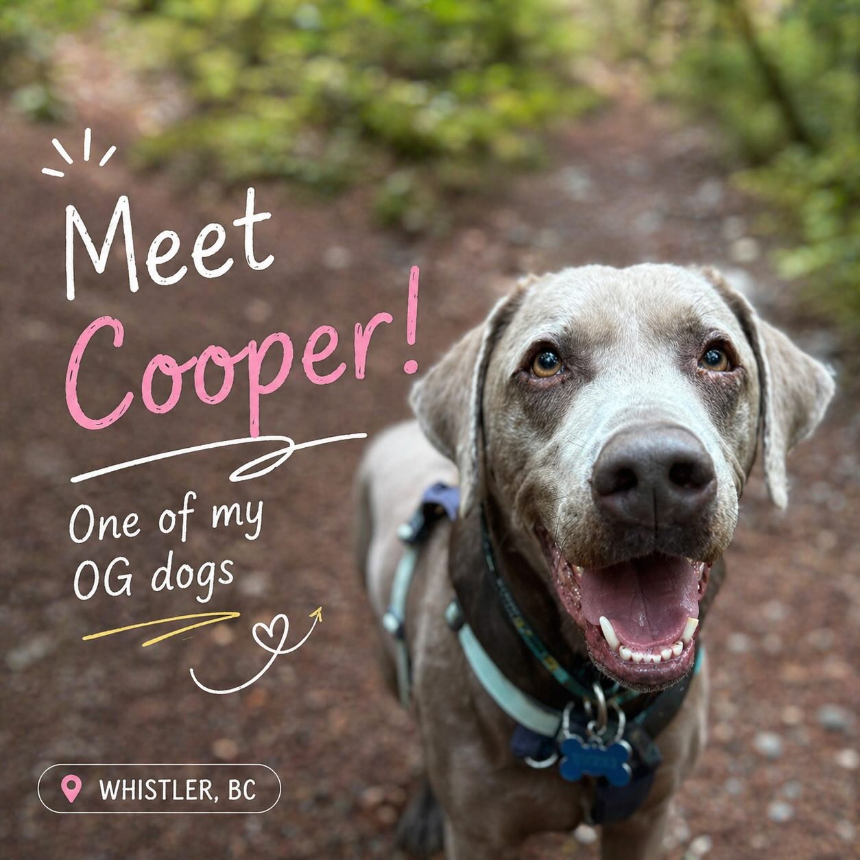 Everyone say hi to Cooper 👋
Cooper has been adventuring with the Biscuits Crew for nearly 6 years now (which honestly feels wild to say 🥹)
A little about Cooper:
✨ Silver Lab
✨ Founder of Seal Club 🦭
✨ Personality: super sweet, super snuggly & always hungry (the classic Lab trifecta 🤪)
✨ Other skills: expert big brother to his little sister Zia
These OG dogs are so special — watching them grow, build friendships, and become absolute pros out there never gets old ❤️
There was no better place to start than Cooper. We love you Coops 🫶
Keep your eyes peeled for more Biscuits Crew spotlights coming soon ✨
#biscuitspetcare#dogwalkinglife#silverlab#hikingwithdogs#whistlerdogs