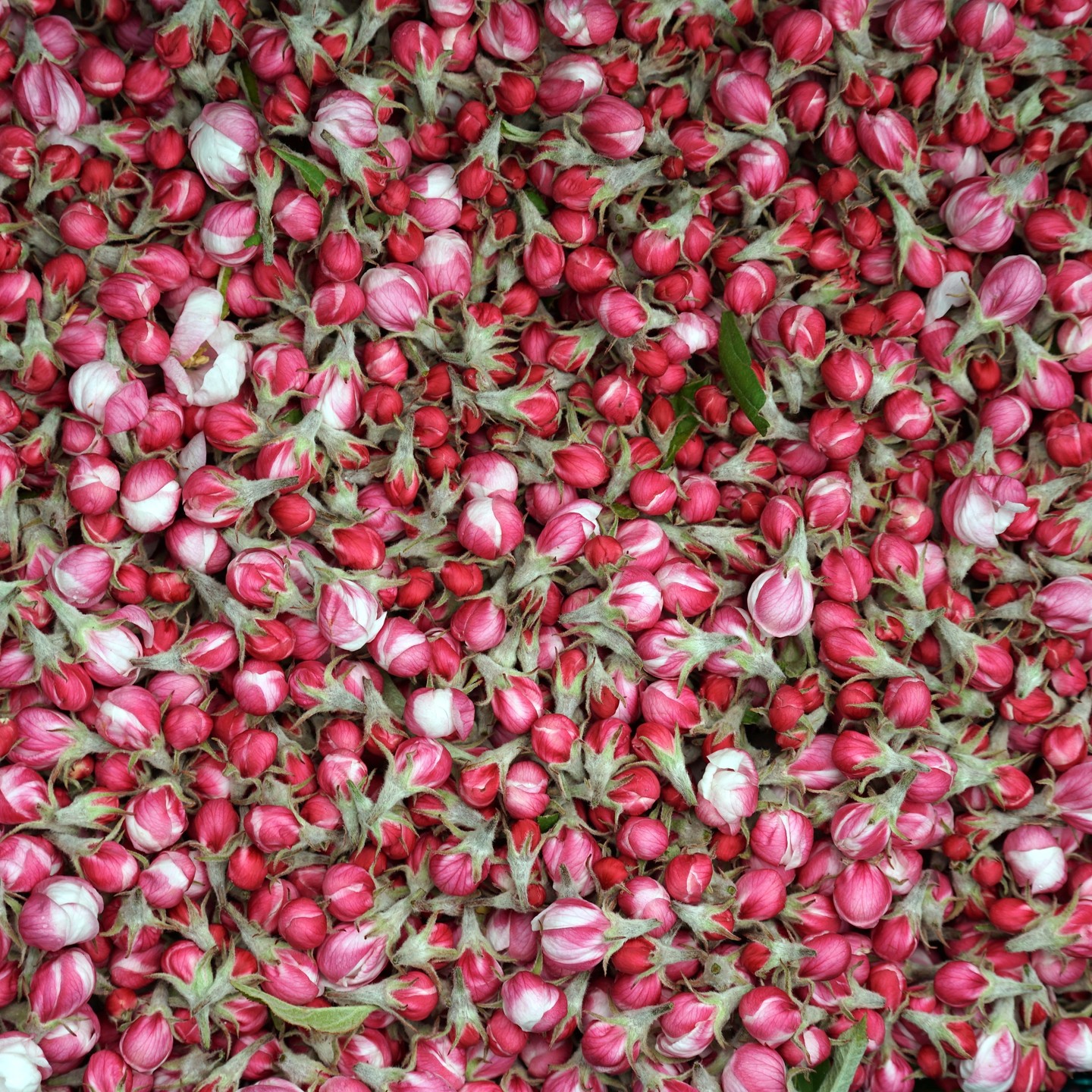 🍎🍏
【りんごの花が咲き始めました】
暑かったり寒かったりしますが、なんだかんだでりんごの花が咲きました。
先行して咲くのは「王林(おうりん)」の花。
りんごは黄色だけど、花はピンク。
ふじの交配のための花粉のため、花摘みをします。
咲く直前の「風船状」のつぼみを狙って。
(といっても、難しいので、側花を摘んでます)
いとつなりも同時も終わるので、一石二鳥。
花摘みと、交配と、新梢の花取りとこの時期は同時並行する作業が盛り沢山です。
(しかも、花の時期は短いので、時期を逃せない)
春の繁忙期のはじまりです。
■■■■■ジュース加工について■■■■■
現在、工場建て替え中です。
9月中旬頃から工場稼働予定です。
最新情報は、公式LINEで配信しております。
------------------------
【公式LINE】
https://lin.ee/74LkMcf
------------------------
りんごジュース販売中!
・stores、ポケットマルシェにて販売中です!
https://tono-fruits-lab.stores.jp/
--------------------------
#津軽りんご加工センター
#りんご加工 #ジュース加工
#つがる果樹工房 #つがる林檎園 #stores
#ringofarmer
#東北 #青森 #弘前 #青森ライフ
#tohoku #aomori #hirosaki #aomorilife
#りんご #りんご畑 #りんご農家
#ringo #apple #りんごジュース
--------------------------
【農ナビ青森に取り上げていただきました】
https://www.nounavi-aomori.jp/start/publicity
#農なび青森
--------------------------