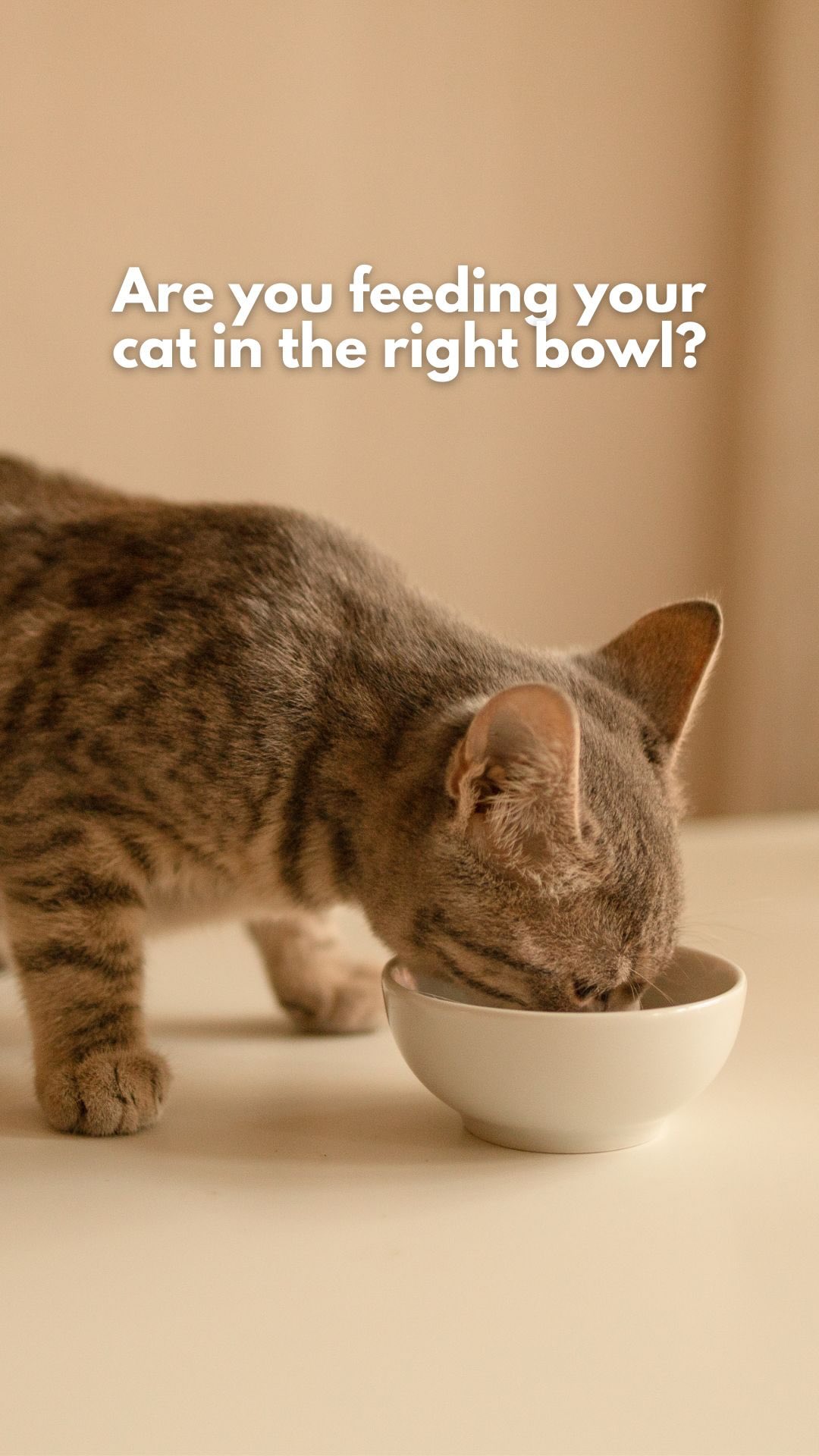 While “whisker fatigue” isn’t considered a medical condition, comfort still matters.
A couple more tips to keep in mind:
- Avoid plastic bowls as they can harbor bacteria and cause irritation
- Always clean your cat’s bowl after each meal
@mikesvetdxb
#catheath #felinehealth #vetlife #vetmed #vetclinic