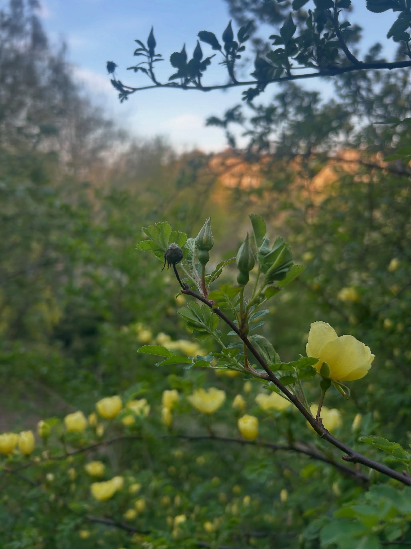 This week will be flooded with spring gardens in Edinburgh as I get triple exercise dog walking 🐶🌷