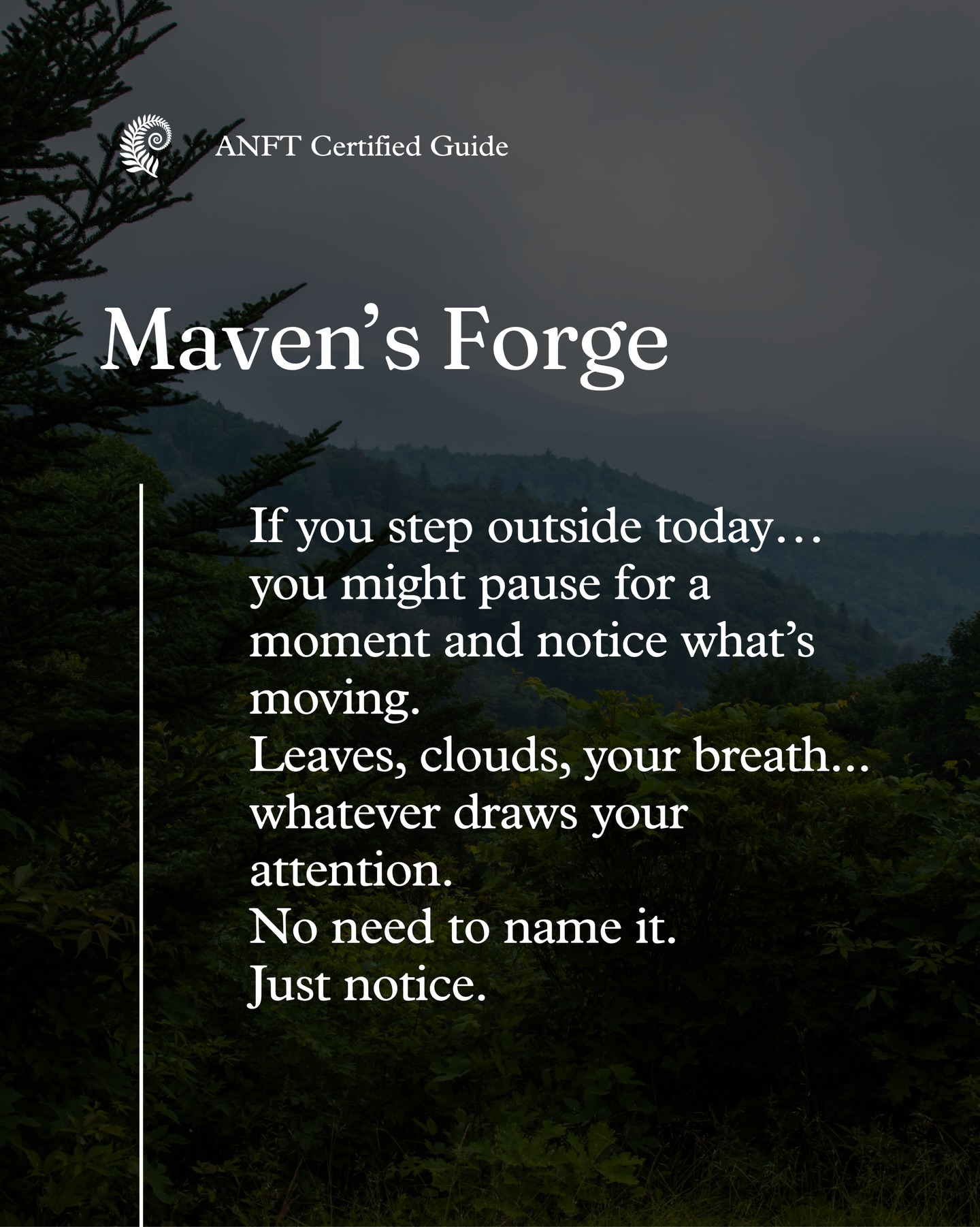 The forest feels different this week. There’s a quiet shift happening, subtle, but unmistakable. If you’ve been moving quickly,
you might not catch it. But if you slow down… it’s everywhere.
#foresttherapy #forestbathing #natureandforesttherapyguide #cashiersnc #wncmountains