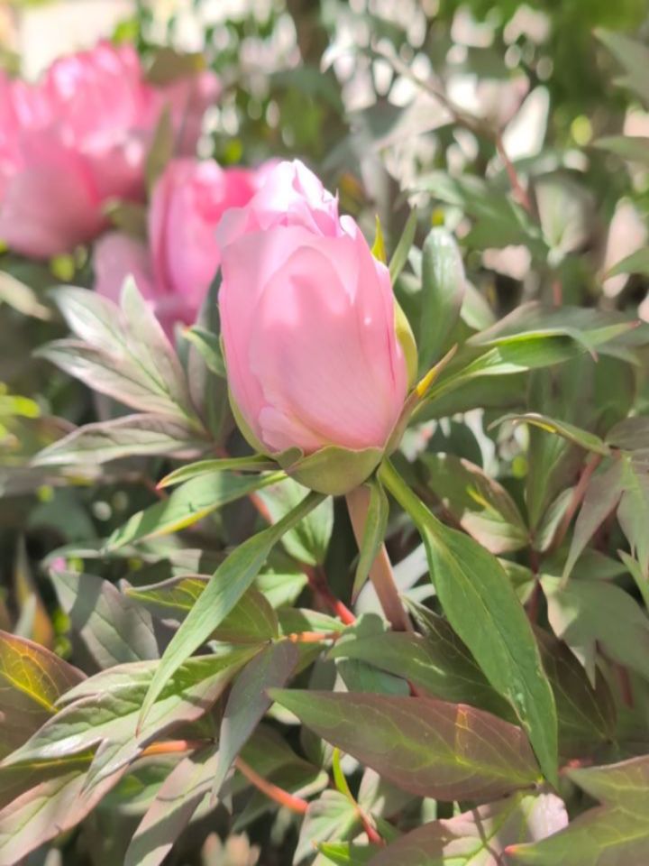 Es ist soweit. Die ersten Strauch Pfingstrosen (Paeonia suffruticosa) sind in Vollblüte. Und das nutzen wir auch in der Pingere Vita Werkstatt. 💚🥰
Beim botanischen Malen wird das Gehirn auf mehreren Ebenen gleichzeitig angesprochen und trainiert, in unserem Alltag passiert das kaum.
Diesen genialen Aspekt der botanischen Illustration hat auch schon Alexander von Humboldt für sich genutzt und damit arbeiten wir in den Kursen.
Wahrnehmung, Bewegung und Konzentration greifen ineinander. Neue neuronale Verbindungen entstehen.
Das hat spürbare Effekte.
Stress reduziert sich.
Fokus entsteht.
Du brauchst weder Vorkenntnisse noch Talent für das botanische Malen. Einfach nur Interesse an Pflanzen und der Natur und du wirst staunen, was sich dadurch für dich eröffnet.
Eine Rückverbindung mit dir ist nur der Anfang einer Reise, die dir soviel mehr zeigt, als man sehen kann. 💚🥰🎨👩🎨
Pingere Vita
Das Leben malen.
Kurse. Workshops. Ausbildung.
www.alba.or.at
#Alexandervonhumboldt
#Synapsentraining
#Verbindung
#Natur
#botanischmalenonlinelernen