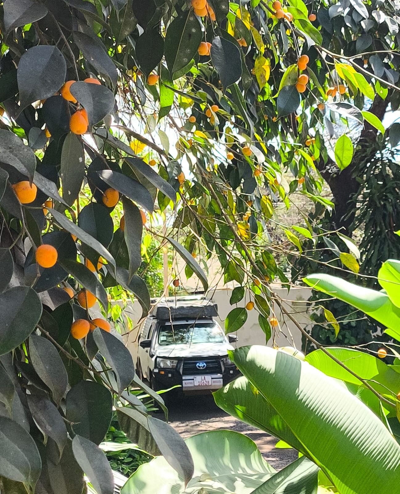 Life on the road lately.
It’s been a busy few weeks on the road for our guests - exploring from North to South with spots of adventure, incredible sightings and a …. Smidge of last minute rains.
But the sun is back out, the lake is full and the wildlife is prolific.
#malawi #journey #selfdrive #explore #landlake