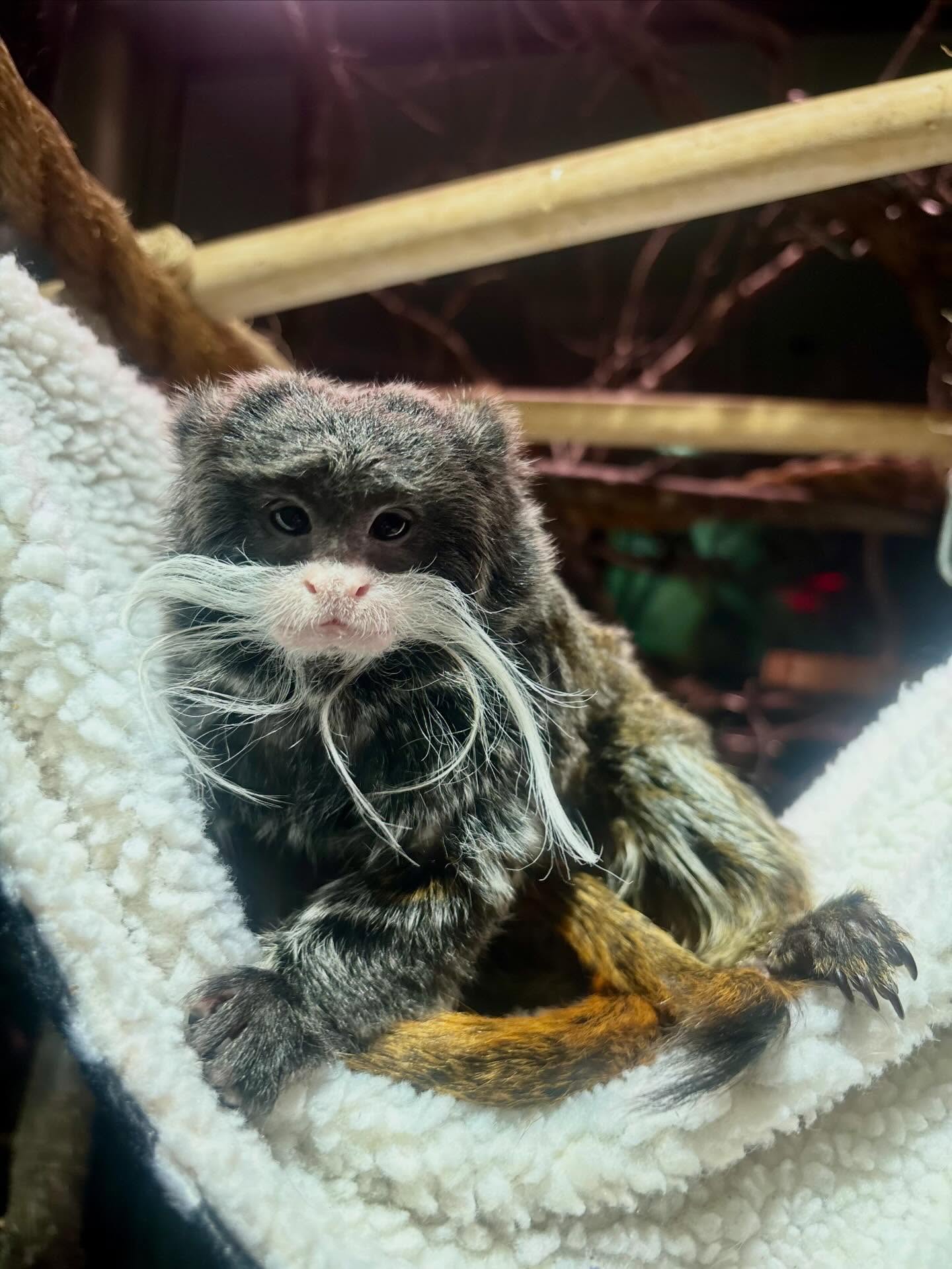 Tamarin post cause it’s been a while 🤝