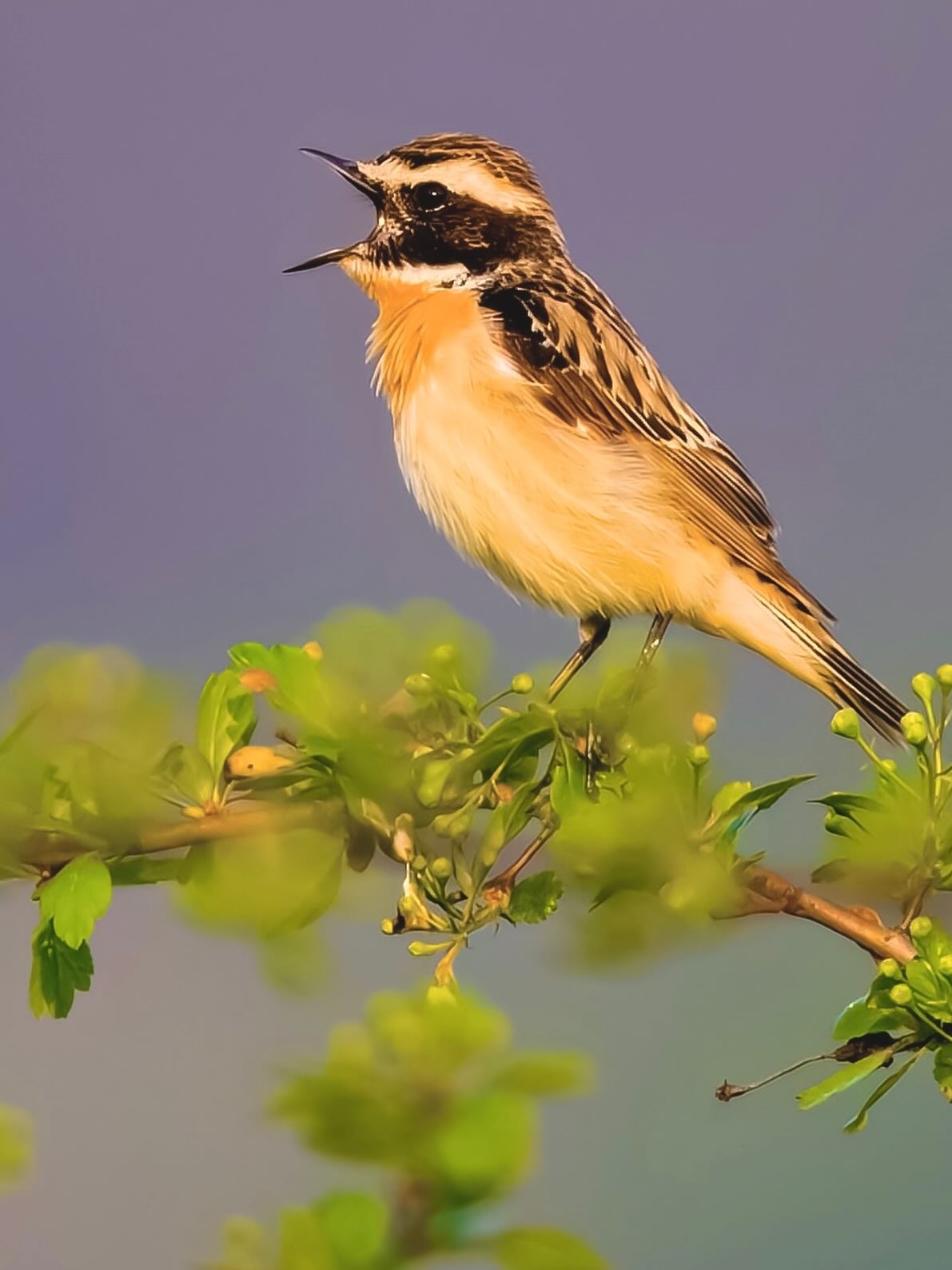 Das Braunkehlchen ist ein sogenannter „Ansitzjäger“ – es scannt die Umgebung von erhöhten Punkten aus und schnappt dann blitzschnell zu. Ein kleines Drama der Natur, immer wieder neu aufgeführt.
Leider gilt es in vielen Regionen als gefährdet, vor allem wegen intensiver Landwirtschaft und dem Verlust strukturreicher Wiesen.
