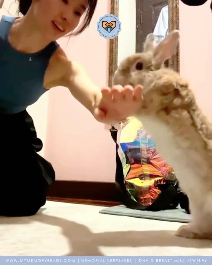 To Wallie’s mama, thank you for trusting us with his keepsake. It was truly our honour ❤️
And thank you for sharing his story and talent. Rabbits make for some of the most loving and unique family members to have and yes! They are trainable ❤️
✨
As unique as the bond you have with your loved one, your memorial keepsake is designed to celebrate the unique connection you continue to share with your loved one.
Respectfully crafted and made just for you, your keepsake honours not just a beautiful life lived- but the quiet ways they still live on in you.
Each keepsake loving reminders and reflections of having lived in love.
🎐
Made with Real Artisan Italian Glass & Jewellery Resin.
Cremation Ashes | Breast Milk | IVF Straws | Umbilical Cords | Fur | Hair | Soil | Flowers | Blood & So Much More!
©️Copyright My Memory Beads. All Rights Reserved.
#MemorialKeepsakesMalaysia #petashesjewellerymy #petashesjewelrymalaysia #memorialkeepsakesMY #keepsakesmy petashesjewelrysingapore petashespendantsg petashespendantmalaysia KeepsakesMalaysia MemorialKeepsakesSingapore memorialkeepsakesSG keepsakessg Keepsakessingapore petfurjewellerymalaysia petfurjewelrysingapore cremationjewellerymalaysia cremationjewelrysingapore rememberinglovedonesmalaysia