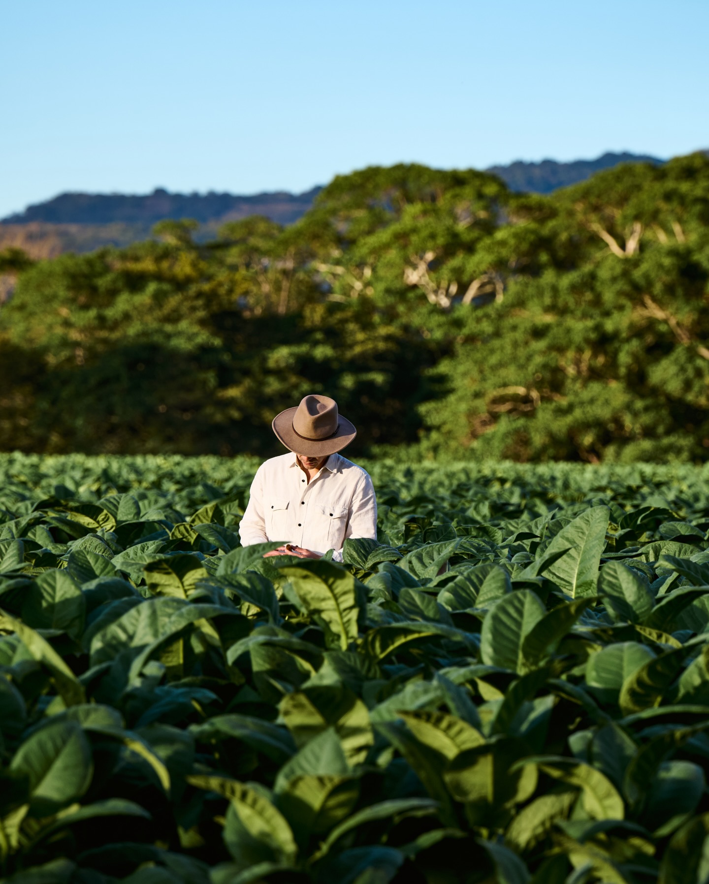 Sourced with judgement. Lit without fuss.
#charatan #cigars #pipetobacco #cigarmakingprocess #craftsmanship