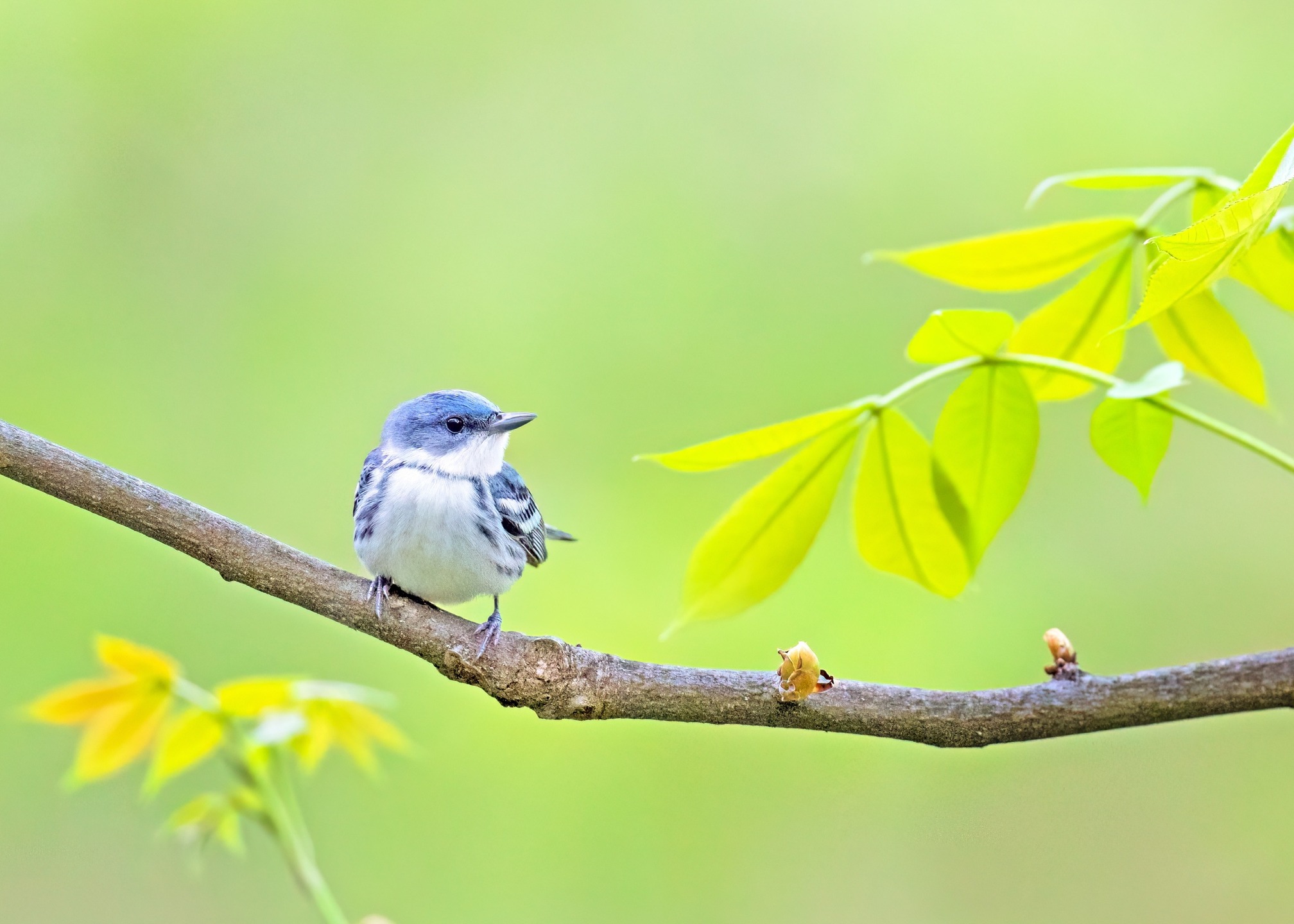 Sweet Cerulean Warbler from my recent trip to Ohio.