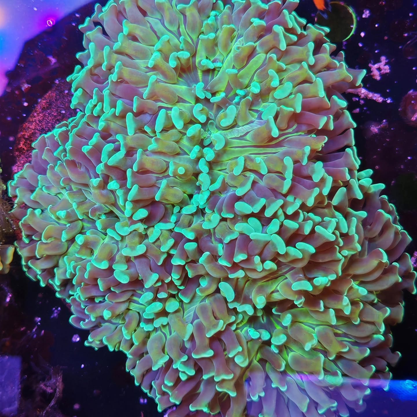 🌊 Aggiornamento Sezione Coralli! 🌊
Grandi novità su 👉 www.reef-aquarium.it
La sezione coralli è stata appena aggiornata con nuovi arrivi spettacolari 🪸✨
🔥 Molli e LPS selezionati
🎨 Colorazioni incredibili
💎 Pezzi unici per rendere il tuo reef ancora più speciale
💸 Nuove offerte e occasioni da non perdere
Se stai cercando il prossimo protagonista del tuo acquario… è il momento giusto!
👉 Visita ora il sito e scopri tutti i nuovi coralli disponibili
⏳ Non aspettare: i pezzi migliori finiscono in fretta!
#corallimarini