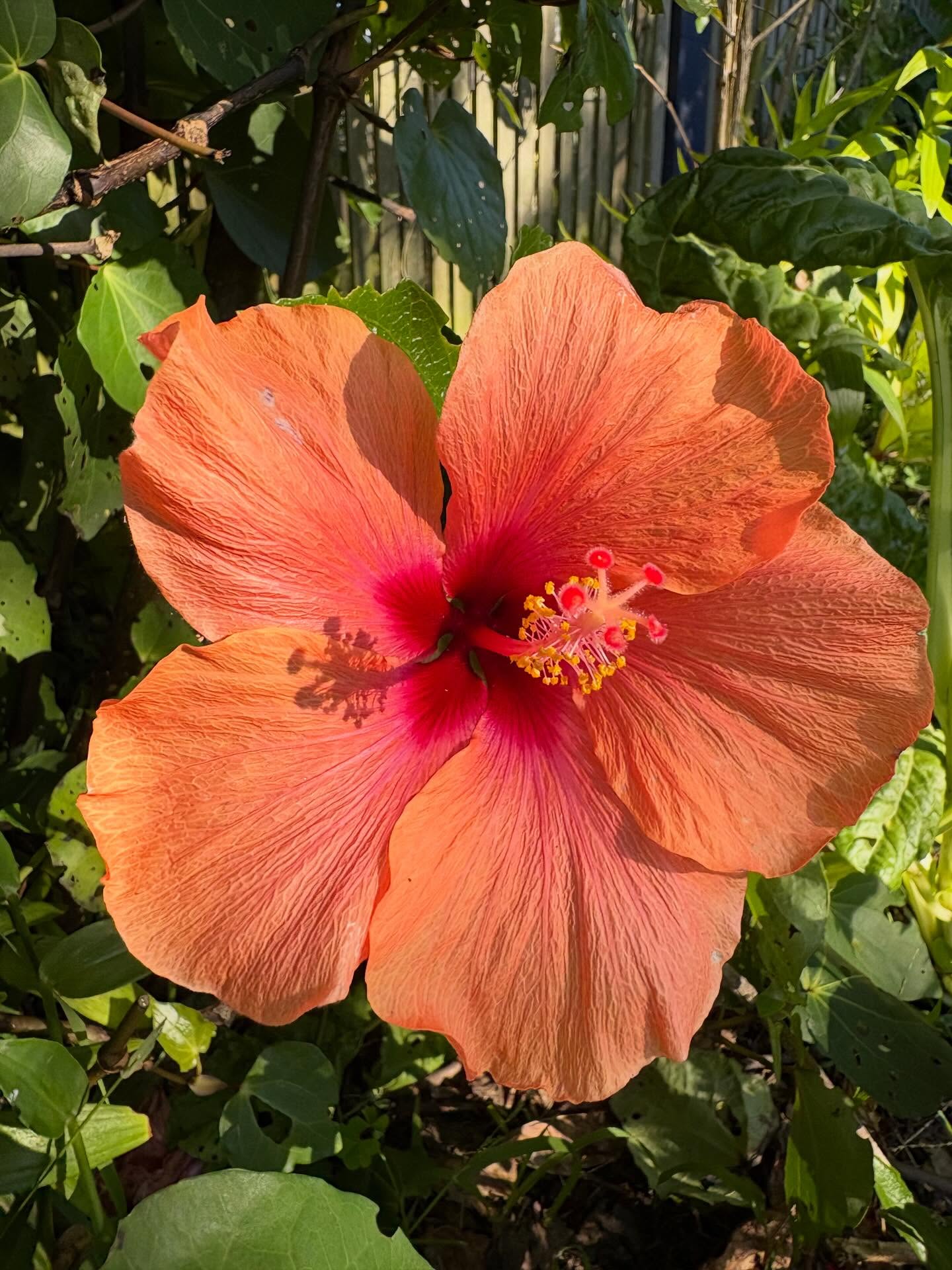 Hibiscus happily flowering in autumn. Vibrant, large tropical blooms with hundreds of varieties to choose from. Many grow well in containers, with others great as hedging or border plants. The flowers are edible and excellent in salads and other dishes. Bees love their colour, plentiful nectar and pollen. Unsurprisingly, they’re sun lovers. Regular light pruning will encourage bushier growth and more flowers.