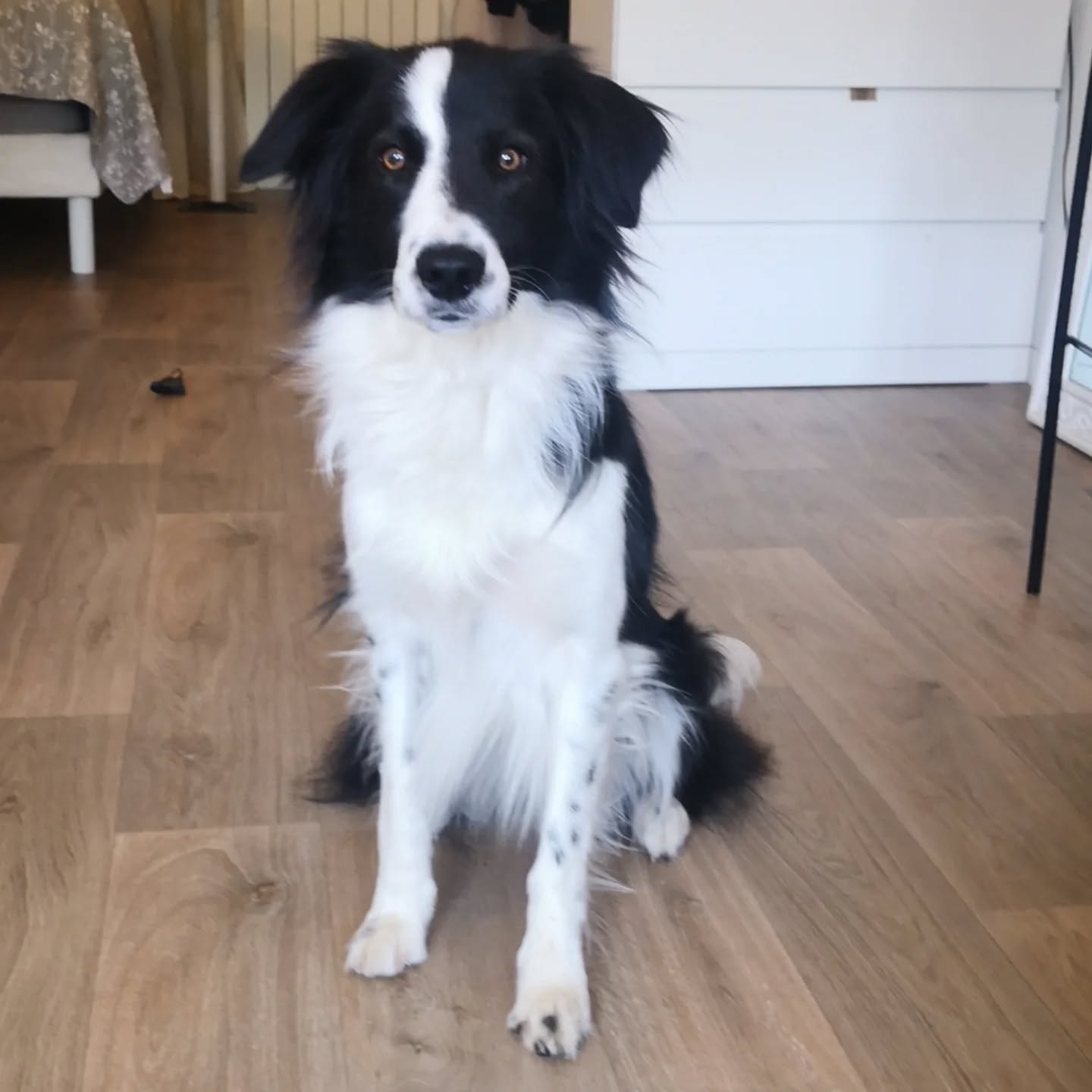 Tya, Border Collie de 4 ans. Une éducation au top, un terreau hypersensible qui donne des limites à ses supers humains bienveillants. On va travailler la cohérence, la communication et l'autonomie de cette chienne pour la débloquer et l'apaiser. Trop hâte !