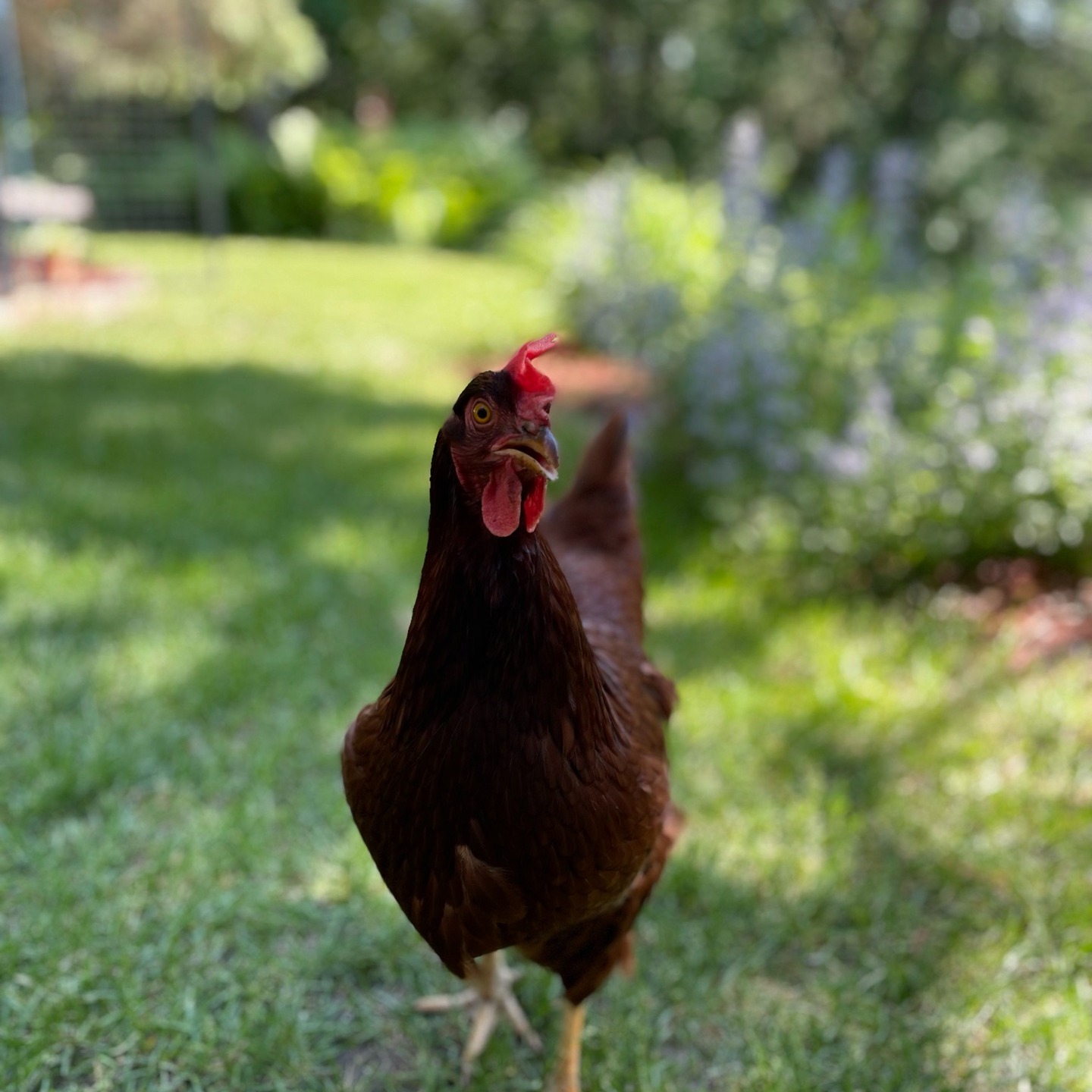 Job interview question: "Tell me about yourself."
What I say: "I started my career here, developed into this, led that..."
What I want to say: "Hi, I'm a red-headed Gemini with chickens and two annoying but lovable dogs..."
Why can't we just be human in job interviews?
New blog - link in bio or here: https://www.fiftyseasonedlife.com/post/what-i-d-really-say-if-i-was-brave-enough
#FiftyAndSeasoned #JobSearch #JobInterview #RealTalk #Authenticity