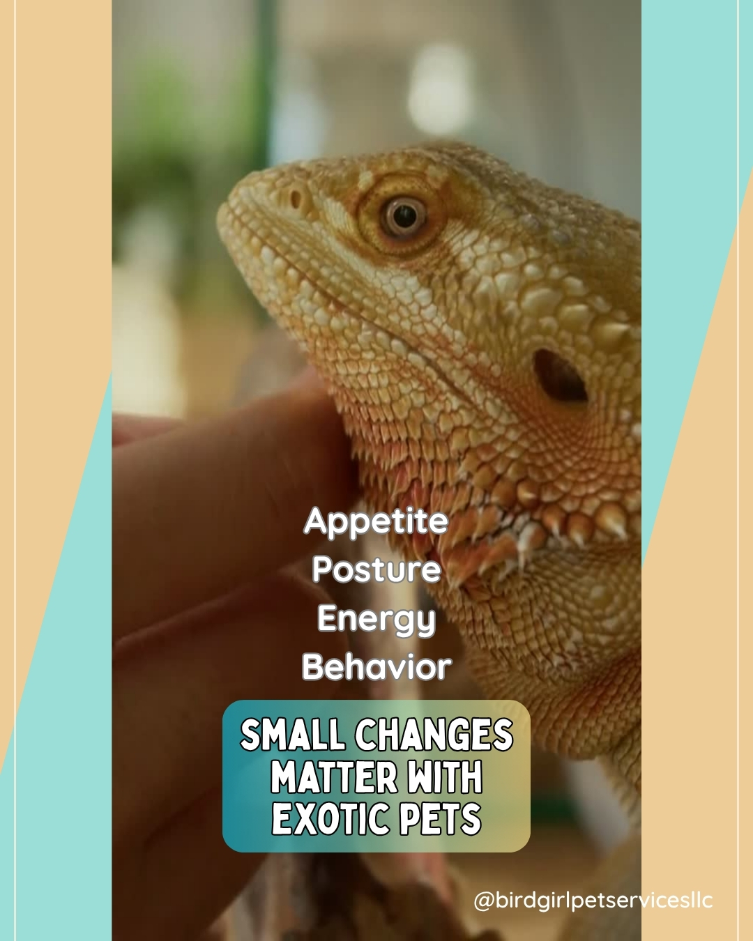 Exotic pets are often very good at hiding stress, discomfort, and early signs that something is off. By the time a problem looks obvious, it may already be more serious than it first appears.
That is part of why careful, informed observation matters so much.
Small shifts in appetite, posture, activity, behavior, or routine can tell you a great deal. A bird that is quieter than usual. A rabbit that is eating a little less. A reptile that is not using its space the way it normally does.
These details are easy to miss, but they matter.
Read our post "Bird, Rabbit & Bearded Dragon First Aid: What Long Island Exotic Pet Owners Should Know" for more info (link in bio)