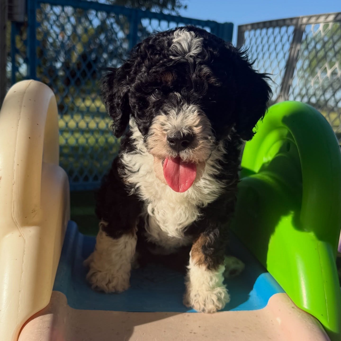 This teeny girl is available! She will make such an amazing companion 🥹 She loves everyone & everything she comes in contact with 🩷 Message me today to make her yours!
Mini bernedoodle | 30lbs | Ready 5/8/26