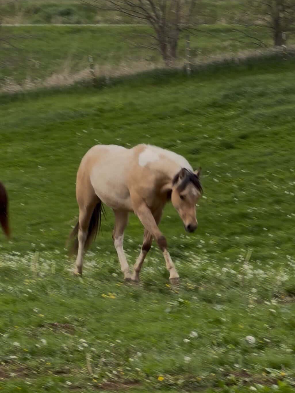We love getting updates on our babies! My goodness 2024 gelding SHR Iced Diamonds (SHR QTs DiamondCutter x SHR Frozen Pixie Dust) is looking so darn good! Thank you for the photos Maggie!! He looks great!