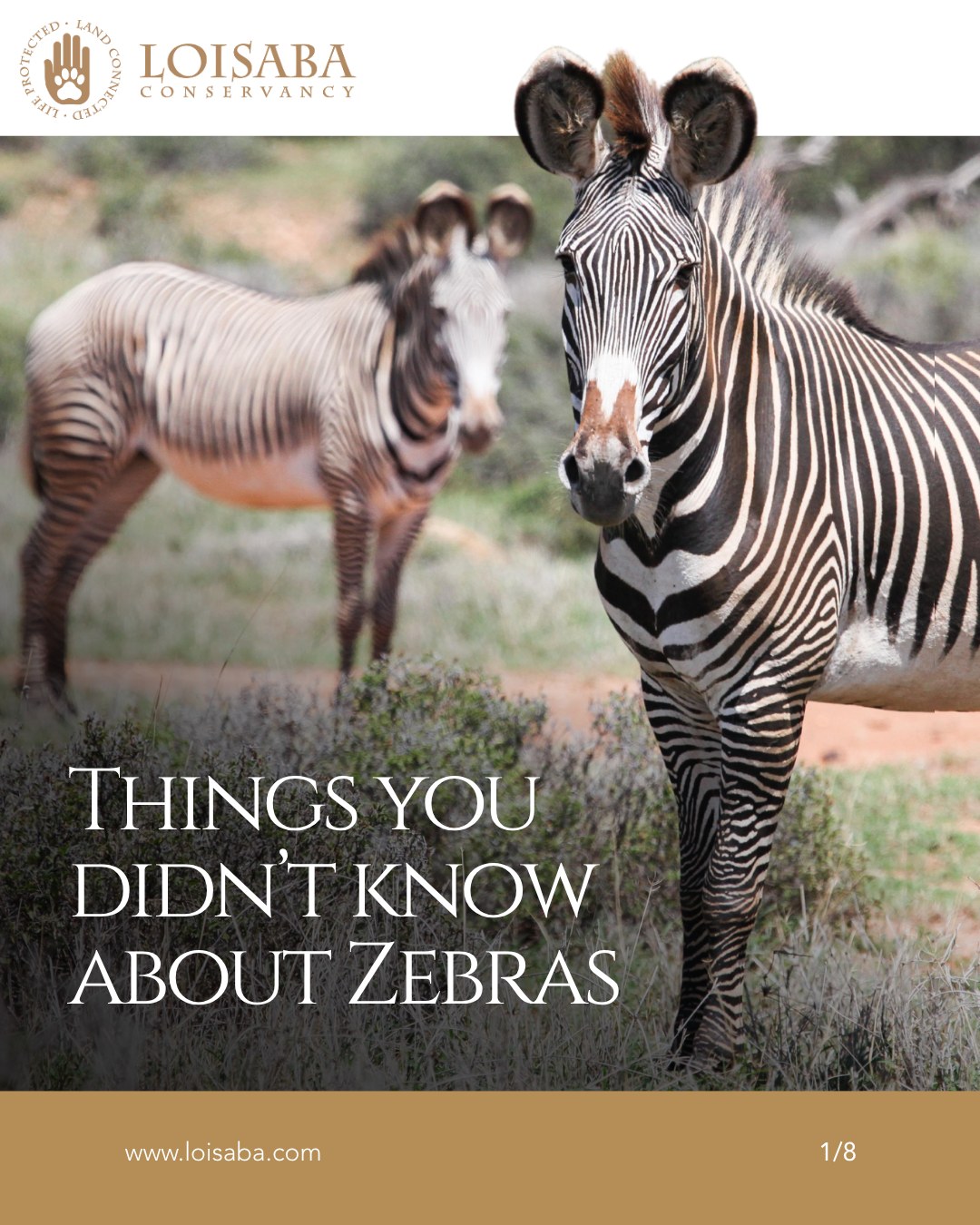 Swipe through to learn more about zebras!
#landconnectedlifeprotected #ZebraFacts #WildlifeEducation #AnimalLovers #NatureExploration #FunWithAnimals #LearnAboutAnimals