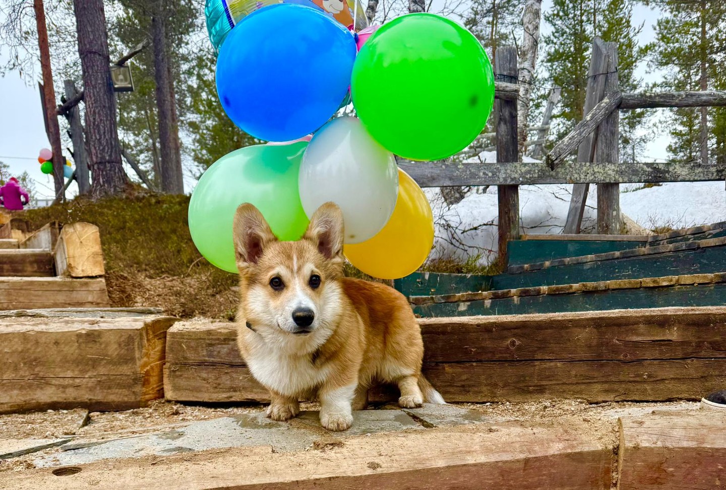 Winstonin vapputerveiset 🥂
ㅤ
Winston tässä –ajattelin ilmoittaa, Mettäbaarissa on nyt vappu ihan virallisesti käynnissä. Varsinaiset peijaiset alkaa tänään vappuaattona klo 21.00 ja jatkuvat klo 02.00 asti.
ㅤ
Jos olet Saariselällä, tiedät mitä se tarkoittaa: kaljaa, simaa, hyvää seuraa ja positiivista hulluutta.
ㅤ
Winstonin suositus: Muista chillata, syö makkaraa ja nauti hetkestä.
ㅤ
Ja jos eksyt tänään Mettäbaariin – niin se ei ole eksymistä, vaan täysin oikea valinta.
ㅤ
Hyvää vappua kaikille!
ㅤ
– Winston
ㅤ
Winston’s May Day greetings 🥂
ㅤ
Winston here – and it’s officially time for May Day.
ㅤ
If you’re in Saariselkä, you already know the deal:
sunshine, cold drinks, good people and just the right amount of positive madness.
ㅤ
My recommendation:
don’t overthink it, grab some sausage and enjoy the moment.
ㅤ
And if you find yourself at Mettäbaari – that’s not by accident, that’s the right choice.
ㅤ
Happy May Day everyone – see you in the forest!
ㅤ
– Winston
ㅤ
#DJAudi #Mettäbaari #Saariselkä #Vapputerveiset