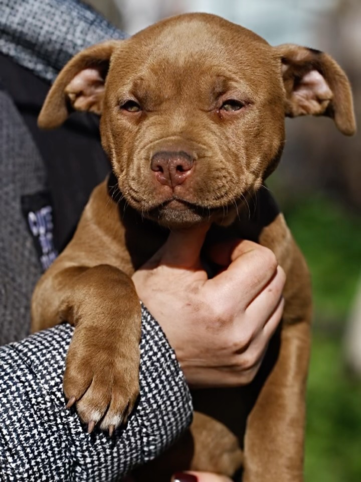American Pitbull Terrier from Seal Kennel
Одна ніжна та лагідна дівчинка виглядає свої сімʼї .
Готова пізнавати світ та дарувати свою ніжність люблячій родині. Неймовірно красиві, реєстрації АДБА, родовід кращий ніж в більшості людей 🫣😹🐣.
Фото родичів в каруселі а також на сайті.
___
One very gentle and affectionate girl are looking for their families.
They are ready to explore the world and share their tenderness with a loving home. Incredibly beautiful, registered with ADBA, with a pedigree better than most people’s 🫣😹🐣.
Photos of relatives are in the carousel as well as on the website
#sealkennel #sealpitbull #rednousepitbull #pitbullpuppy
