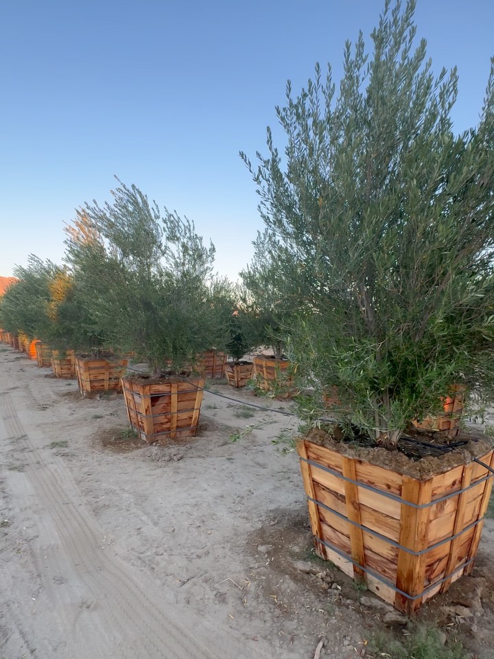 Wind gusts flexed their headlining prowess as it blew Stagecoach into a Standoff... as Fringed-Cowboy-Clad attendees had to Giddy-up and Skedaddle
But the show must go on... and this Spurred us to get back in the Saddle and applaud WINDBREAKS!
Lainey Wilson took the Stage and what better encore than WILSON OLIVES as Windbreak Duet?
Olea europaea ‘Wilsonii’ (Wilson Olive) - thought mostly of a Mediterranean Headliner ... is just as Bull-Strong as a Windbreak marching band lineup.
Pictured **field grown 36” Wilson Olives **
Winds threatening a Showdown? Wilson Olives are your Quick-draw!!! Stubborn as a Mule, Wilson Olives take the Reins on the Lassoing Wind and keep your Kin complementing the weather, 10-Gallon Hat Untouched.
Rooted in Resolutions.
Grown for Grit.
Supplied for Showdowns!
#roadrunnertreefarm #casadelzorronursery #stagecoach #laineywilson #wilsonolive