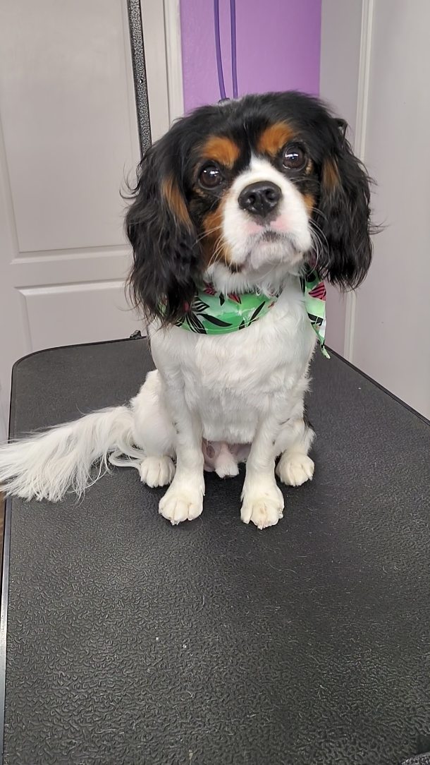 Charley bringing soft ears, sweet eyes, and that calm, fresh-from-the-spa glow ✨🐾 Gentle care keeps him comfy and looking picture-perfect every visit.
#cavalierkingcharles #luxurydoggrooming #spadayfordogs #sanmarcostx #happydog