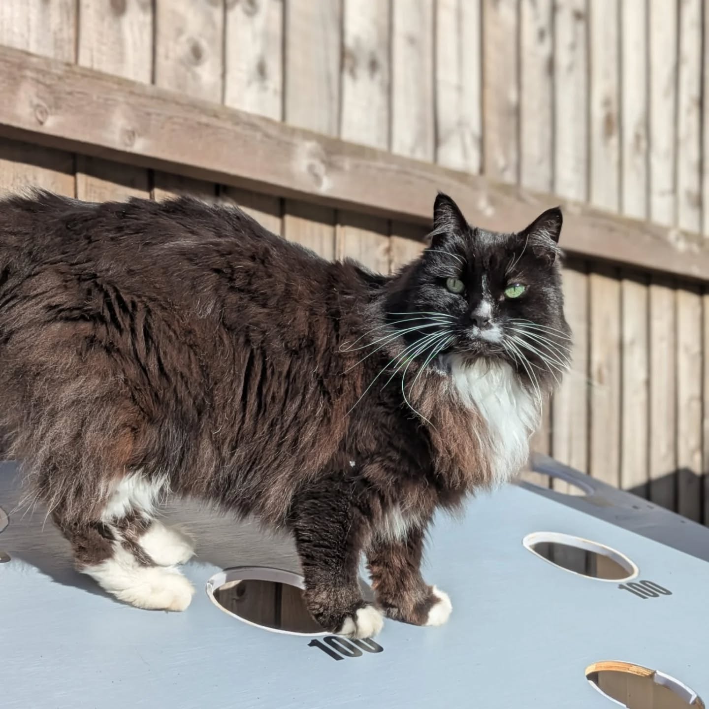 πFrankieπ
.
.
.
.
#cats #catsagram #catsitting #nantwich