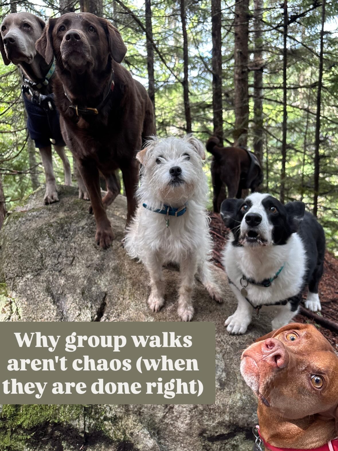 Group hikes aren’t about letting dogs run wild—they’re about structure, guidance, and intention.
Every dog in our care is supported with clear expectations from the moment they join the group. We’re constantly reinforcing the behaviours we want to see—calmness, neutrality, recall, and thoughtful social interactions. These skills aren’t left to chance; they’re built through consistency and experience.
We carefully match our groups, keep them manageable, and use high-value reinforcement to set dogs up for success. This creates an environment where dogs can relax, learn, and move as part of a balanced group.
The result? Dogs that are more confident, more connected, and able to exist calmly around others.
It’s not chaos—it’s structured freedom, done right 🐾
#biscuitspetcare#dogwalkingbusiness#whistler#hikingwithdogs#positivereinforcementworks
